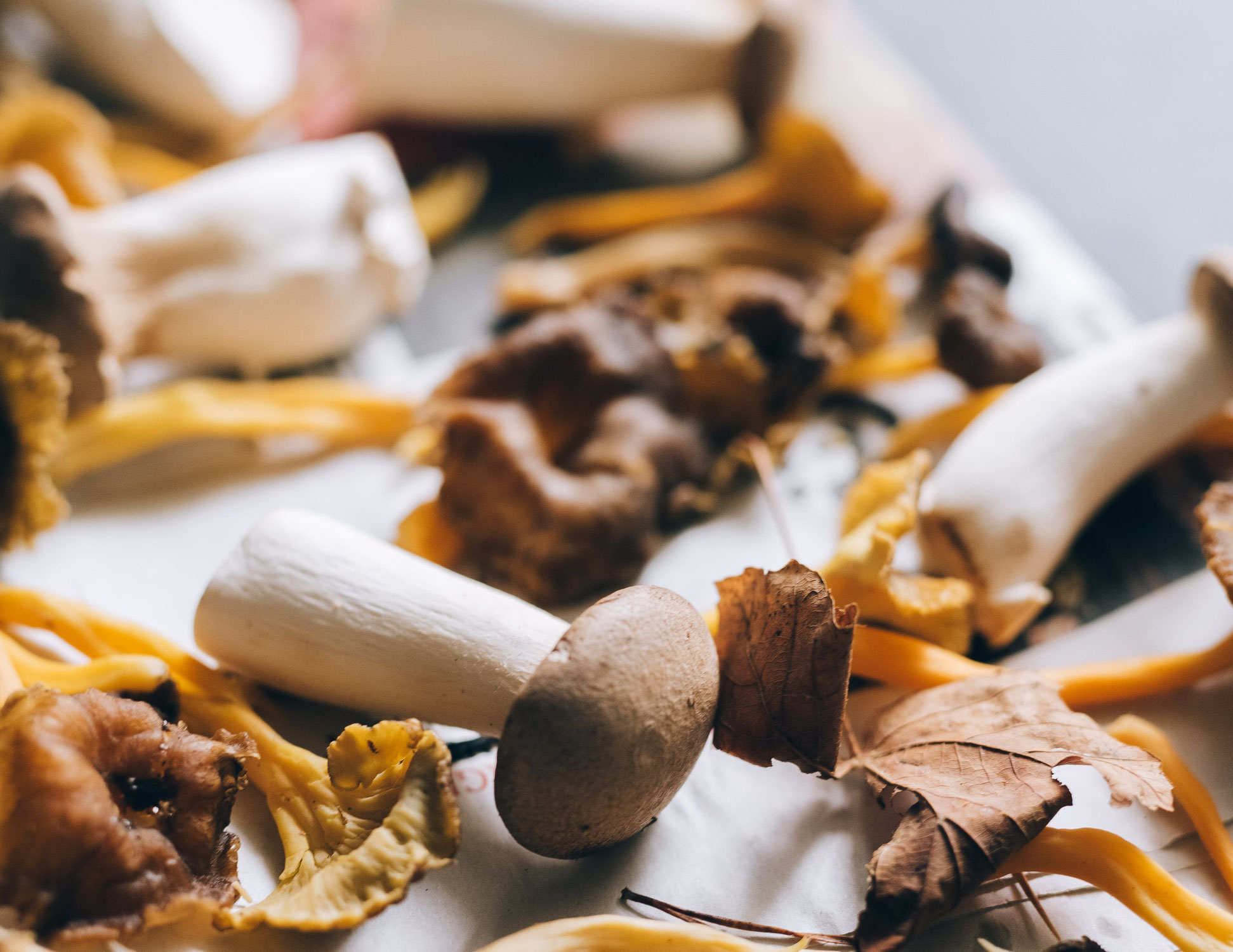 Autumn risotto with porcini mushrooms and pancetta