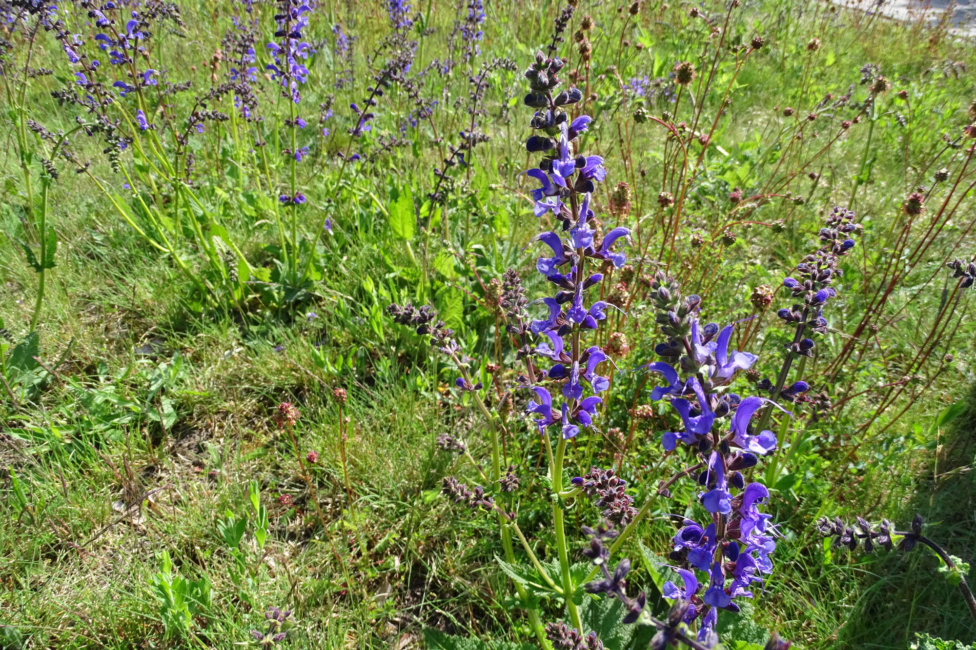 Blumenwiese im Garten