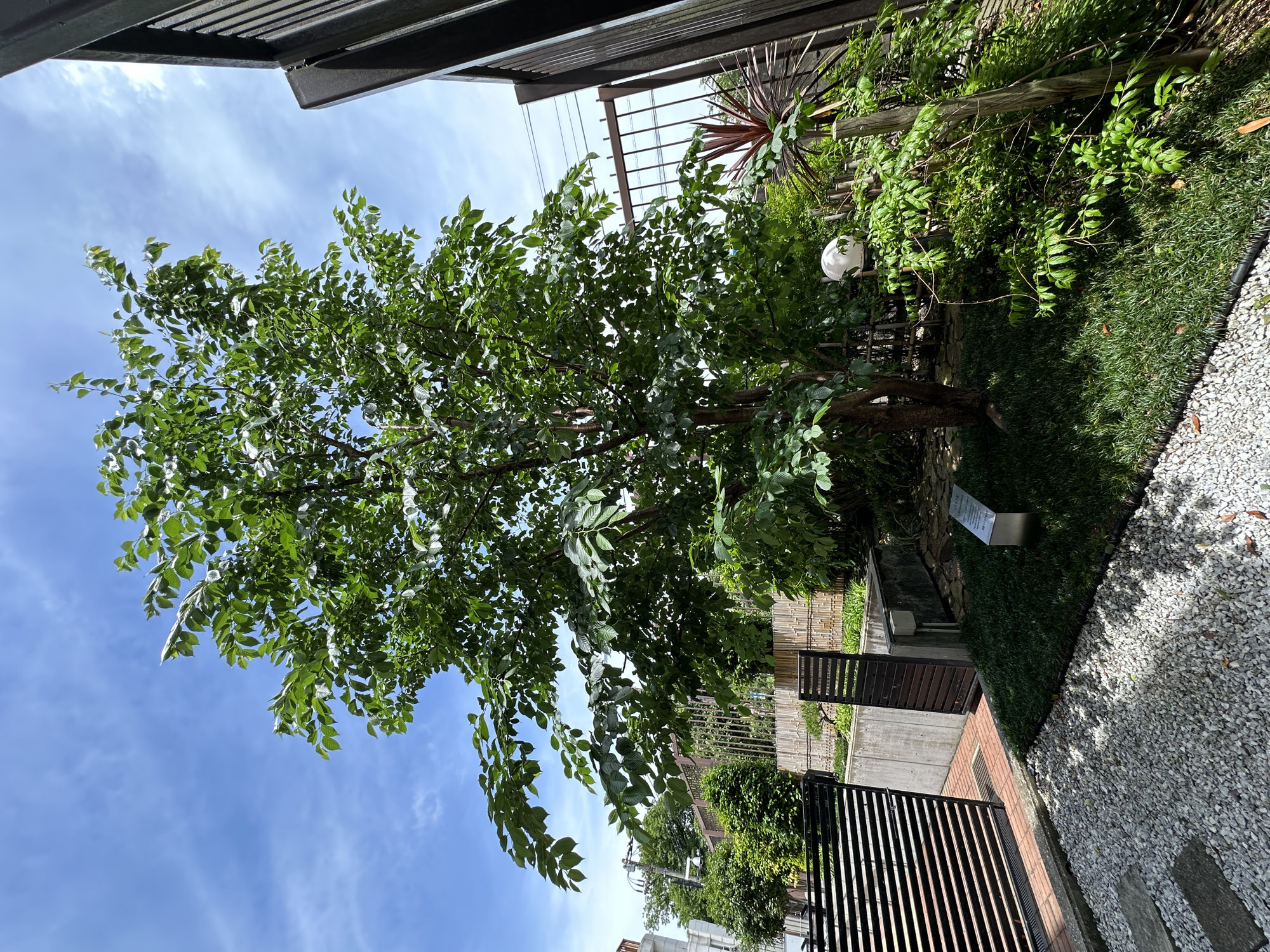 木の特性に合わせた自然匠剪定®