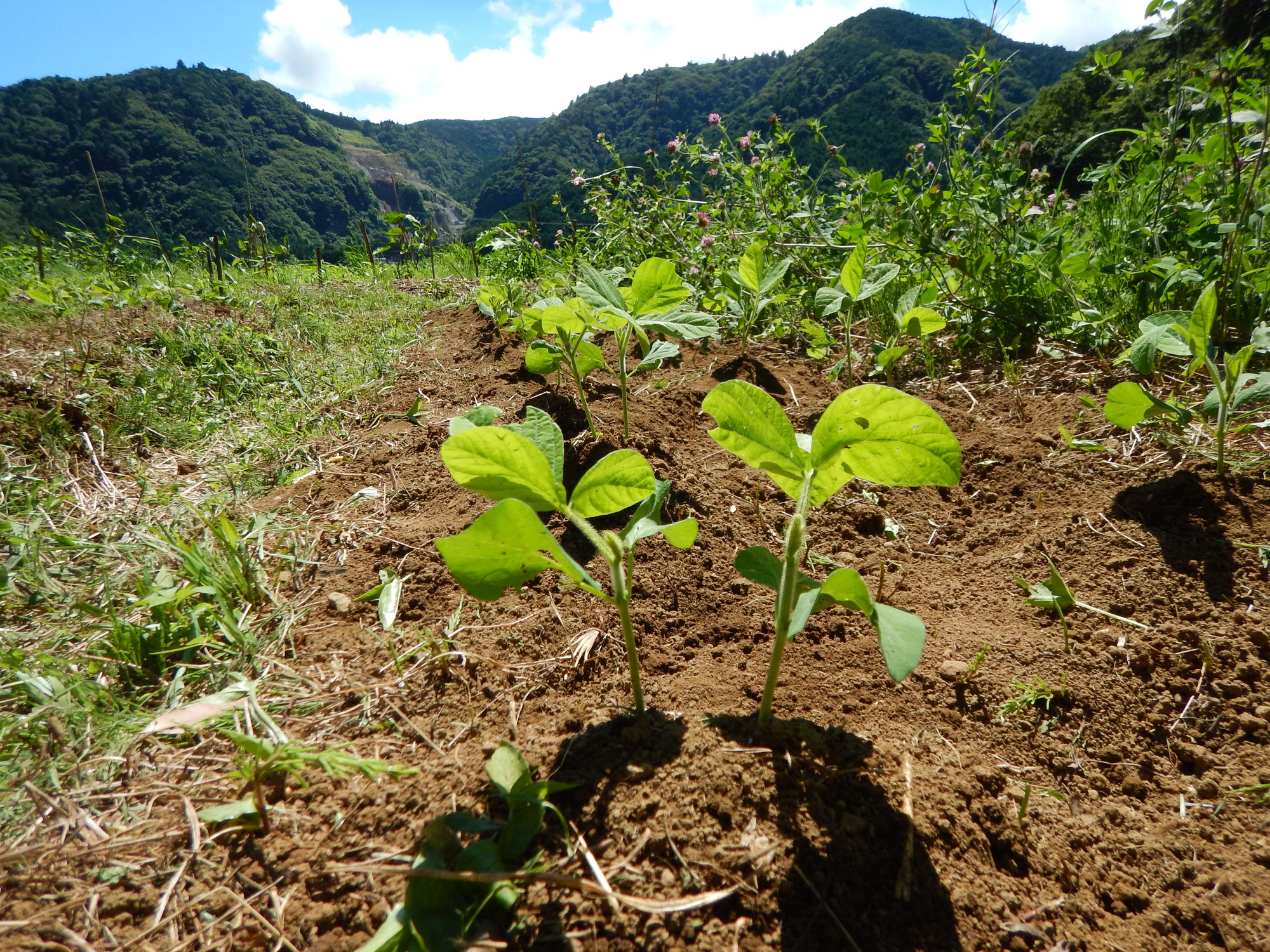 豆が教えてくれる