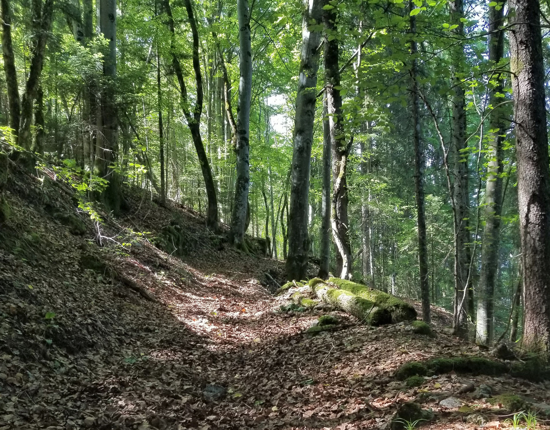 Comment je suis devenu ami avec une forêt !