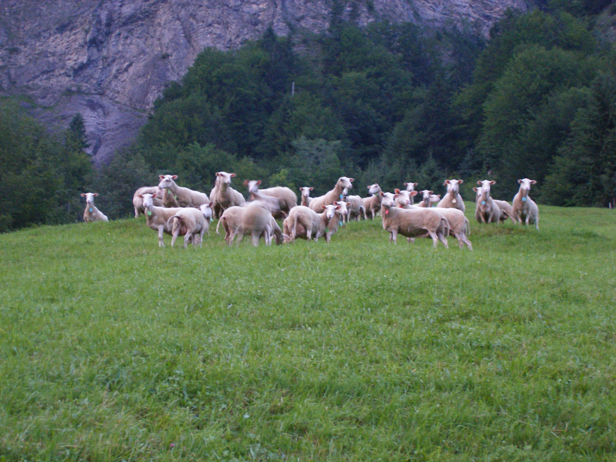 Zigarettenabnehmen oder Mastschafe