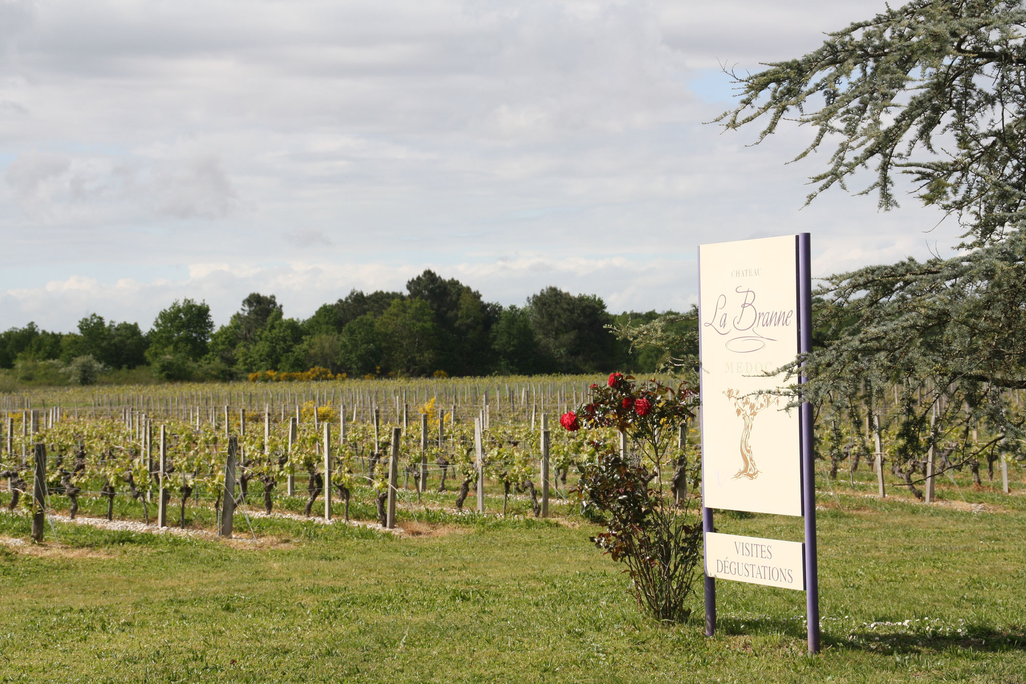In den Weinfeldern des Medoc