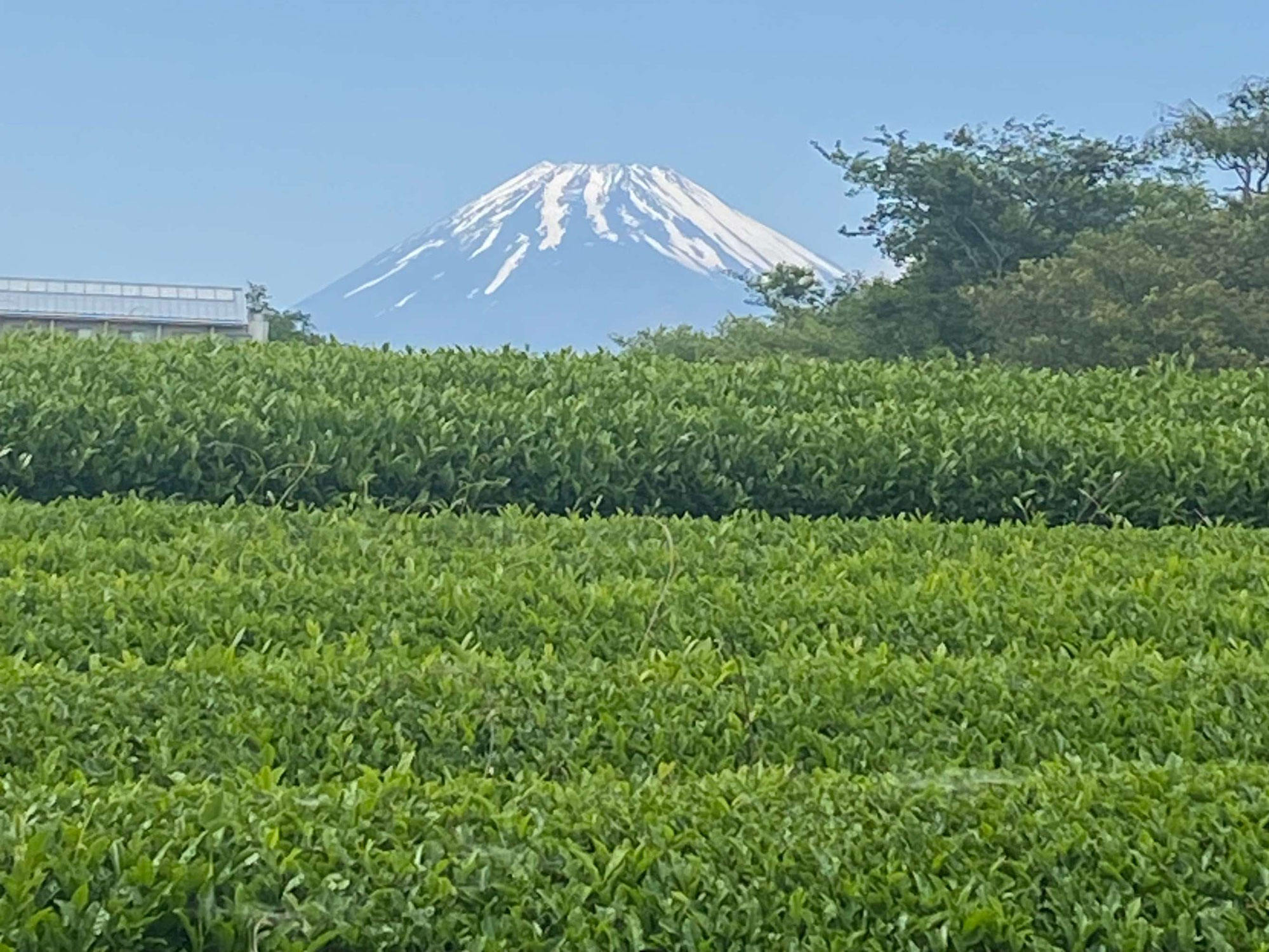「不二農園のお茶」みこころ会館で販売中
