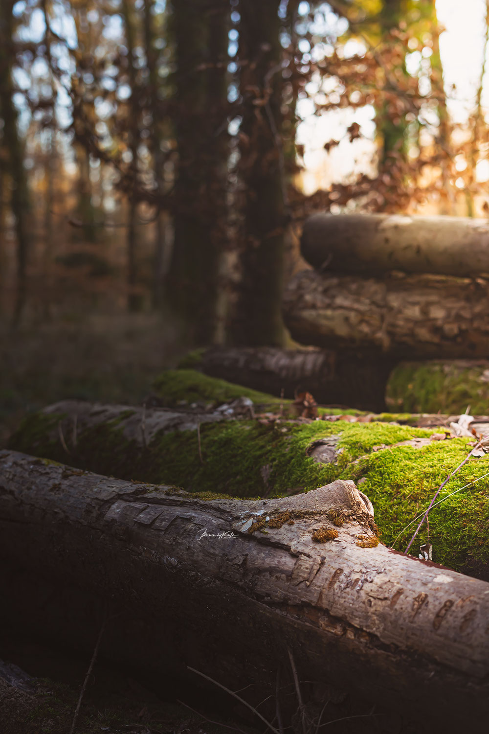 The Sounds of Silence in the Forest