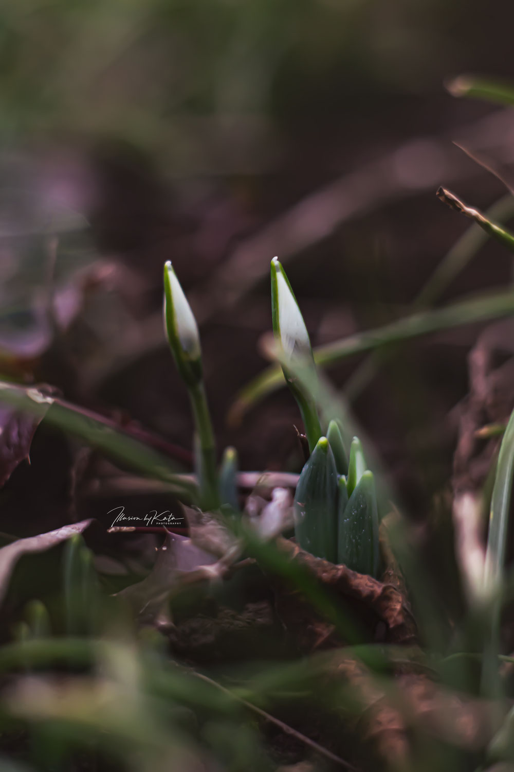 January Snowdrops