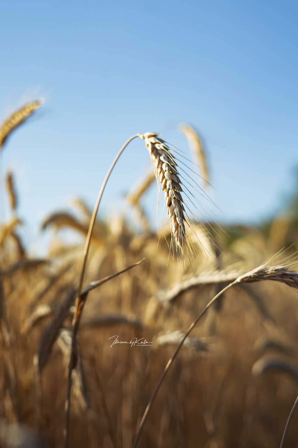 The Picture of the Week – Wheatfield Reverie