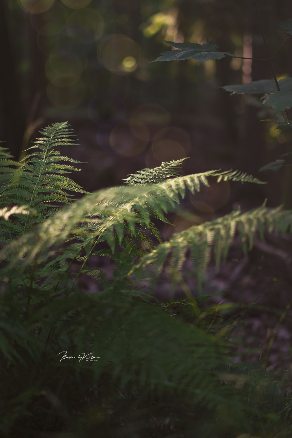 Photographing Just to See – When Joy Becomes the Lens