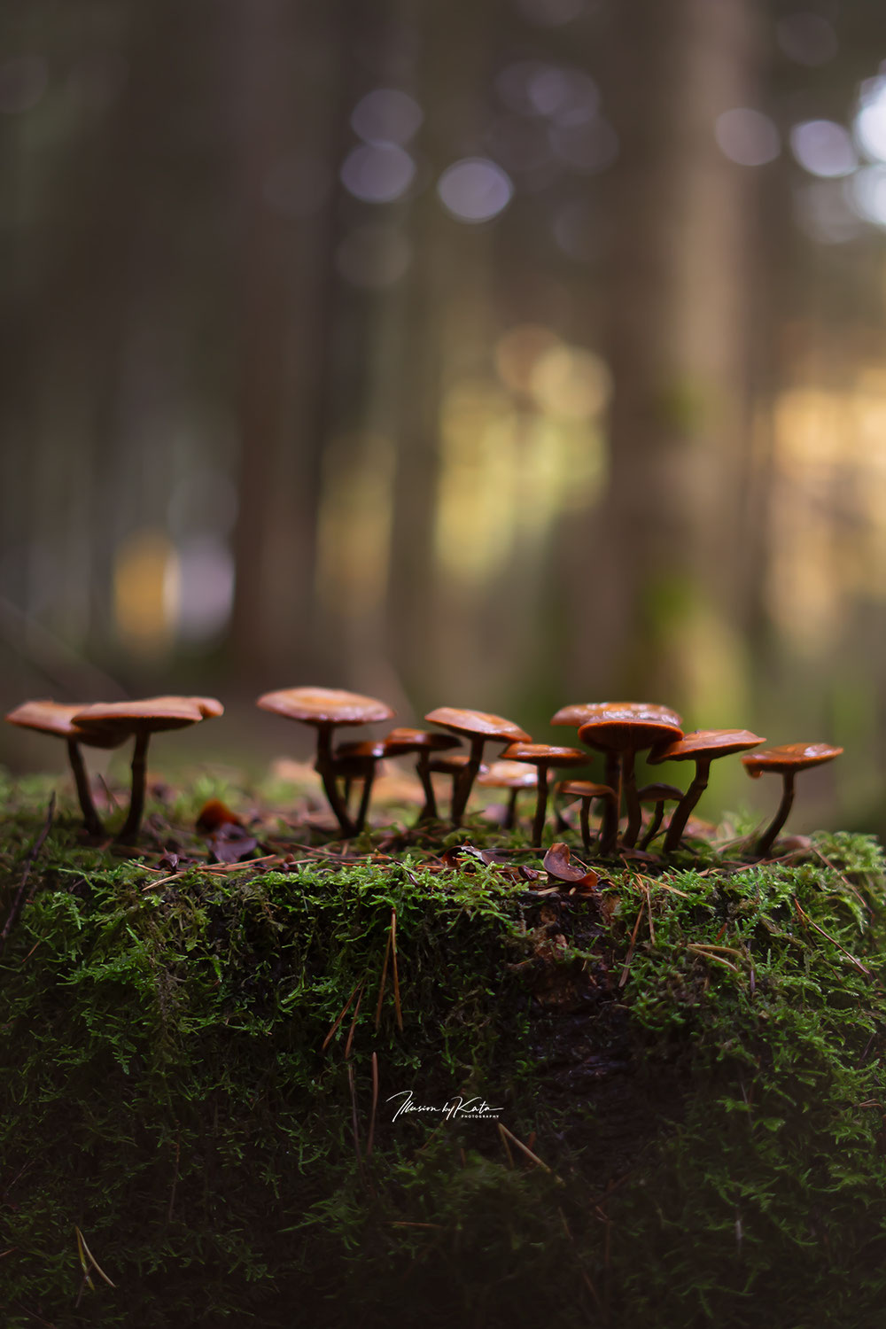 When the Forest Feels Alive
