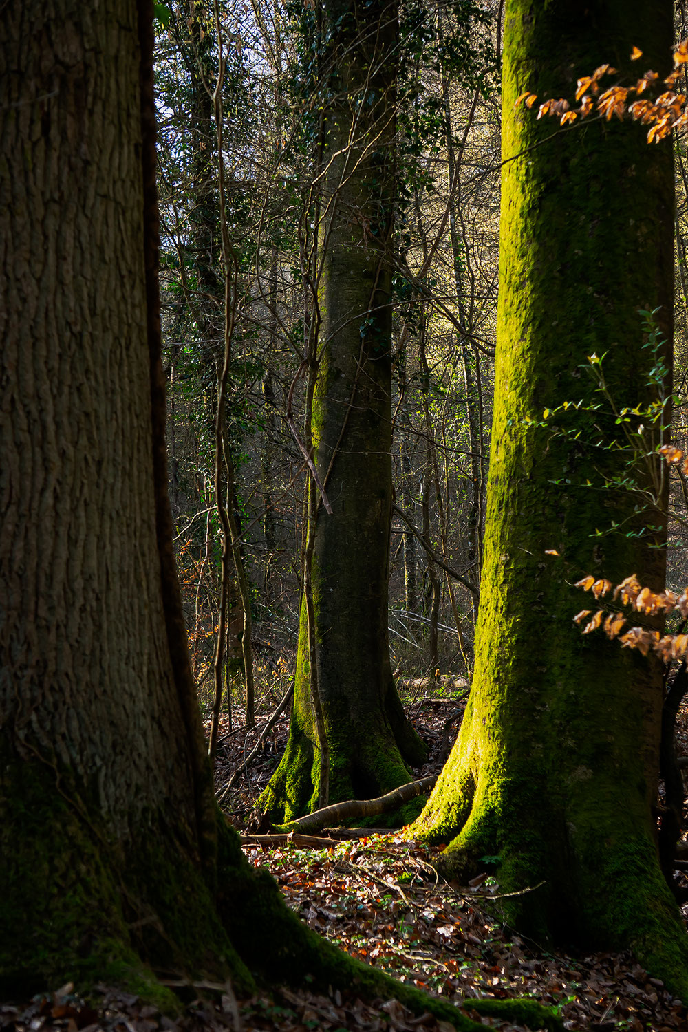 Why We Feel Better Around Trees