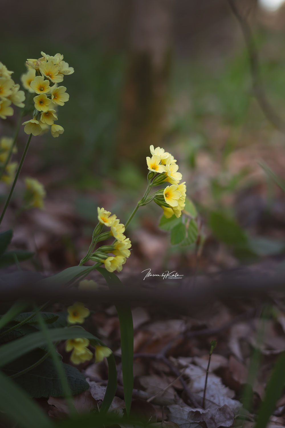 Why Am I Drawn to Nature?
