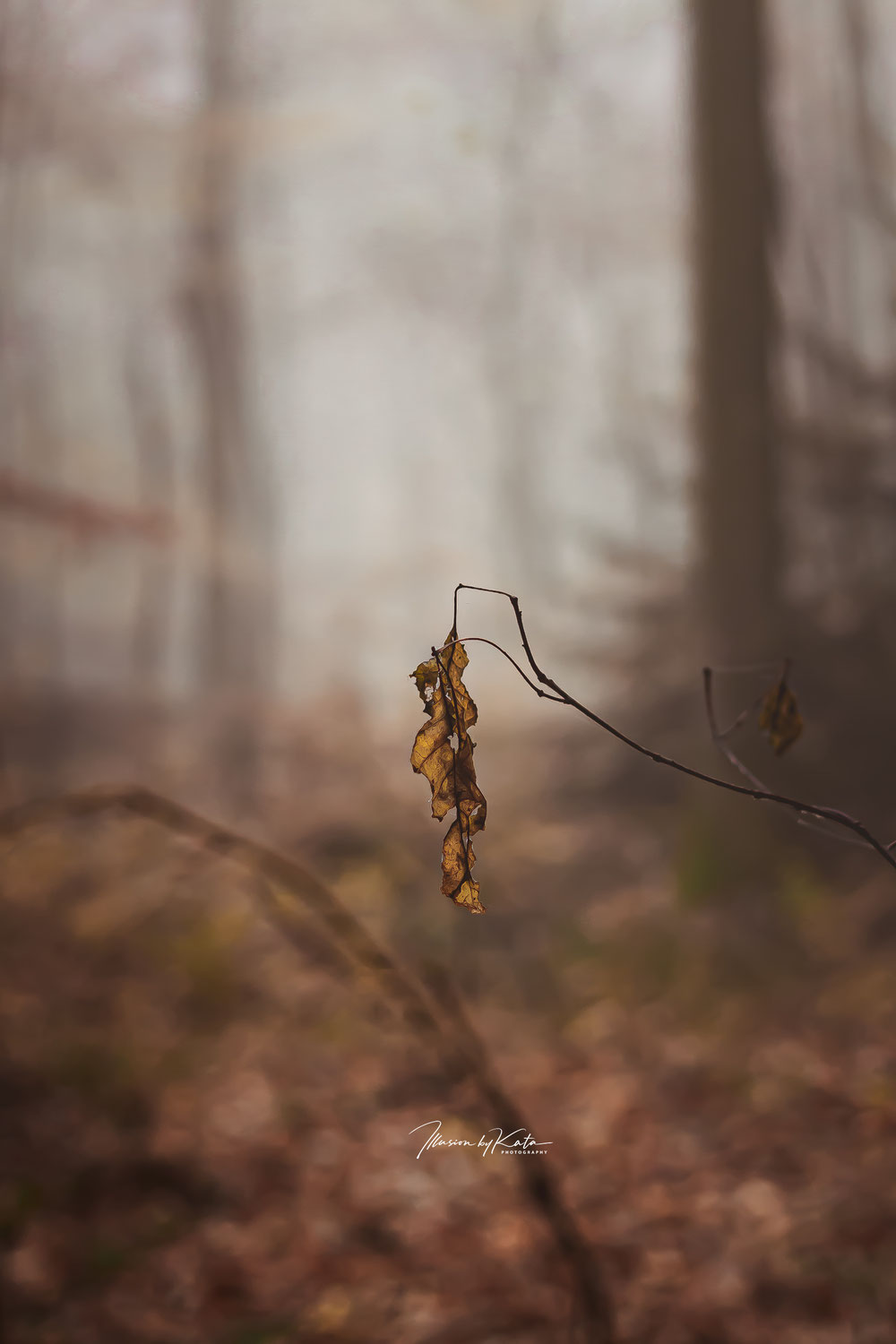 Winter Light: What the Shortest Days Teach Us About Ourselves