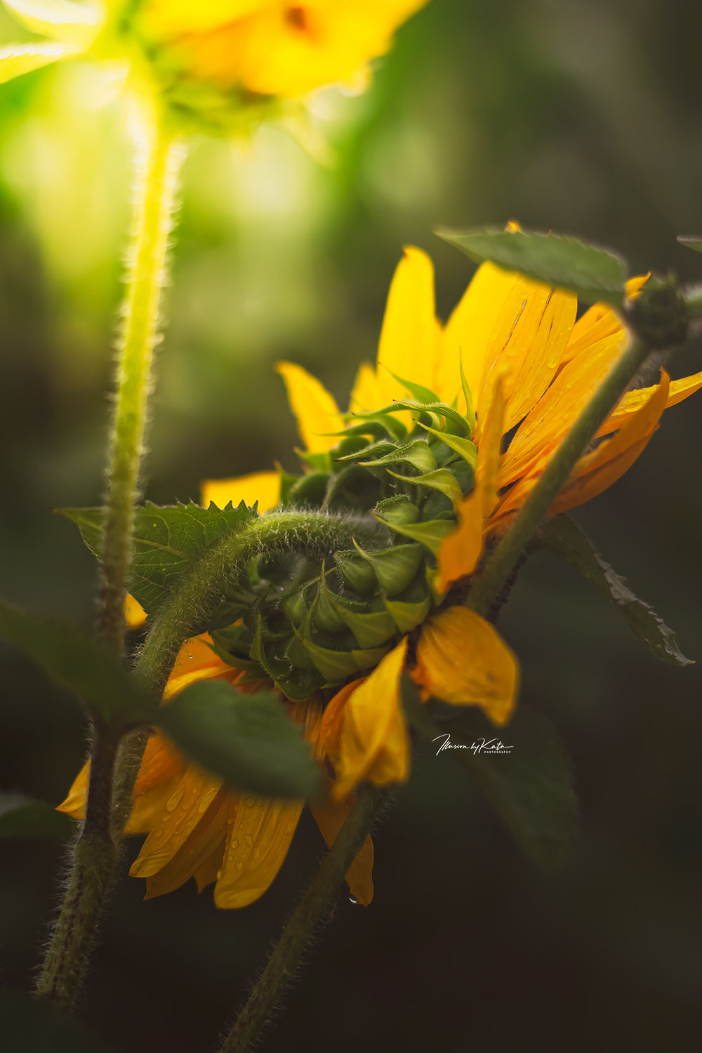 Golden Stillness