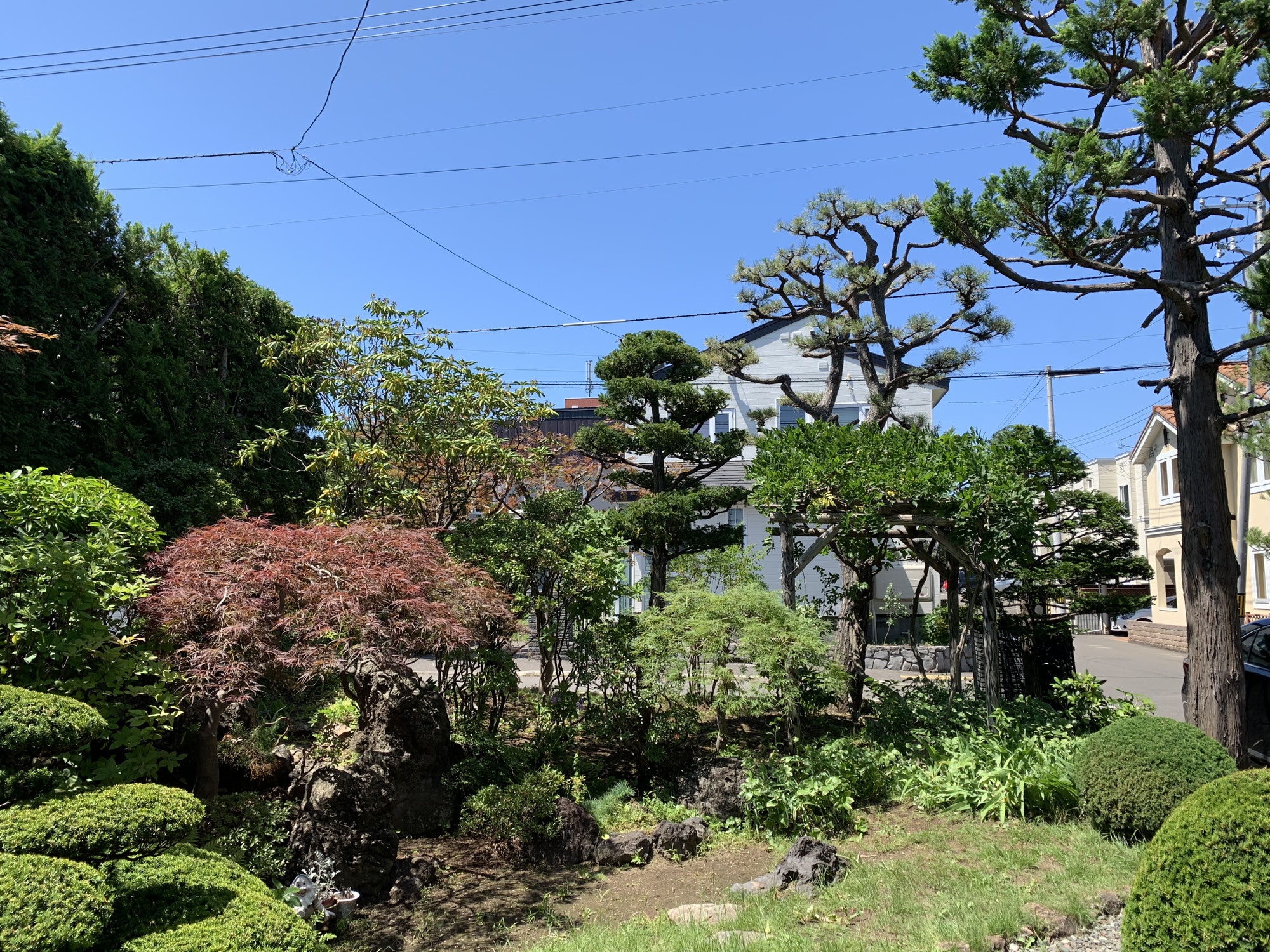 札幌市中央区｜野村紅葉・日本赤松・黒松・オンコ・ヒバ・キャラなど庭木すべての剪定（4日間）