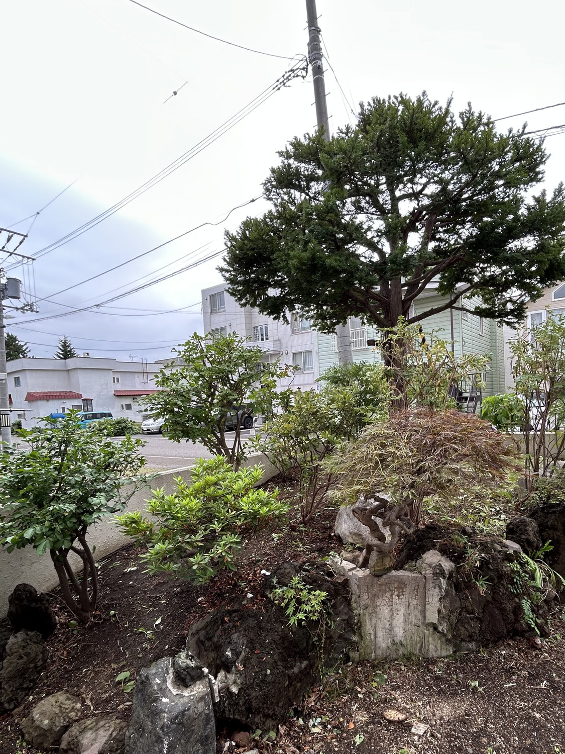庭木すべての剪定とアケビの伐採撤去、フキの草刈り