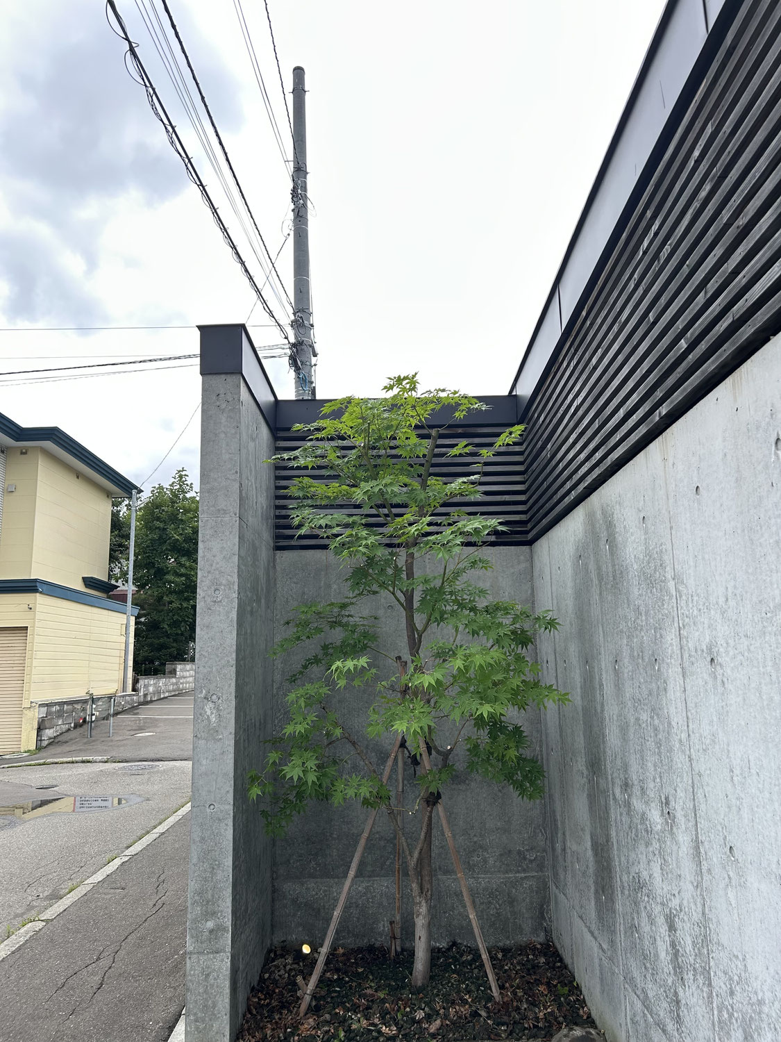 2件目：玄関先のモミジの剪定