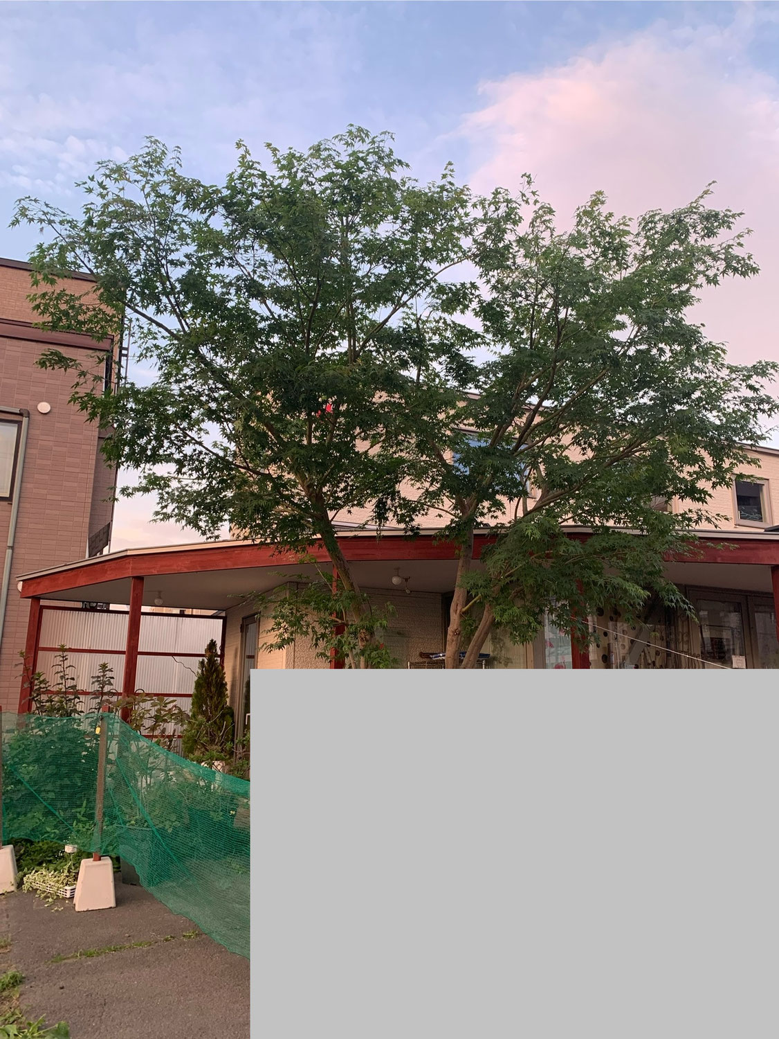 札幌市中央区｜イロハモミジの剪定