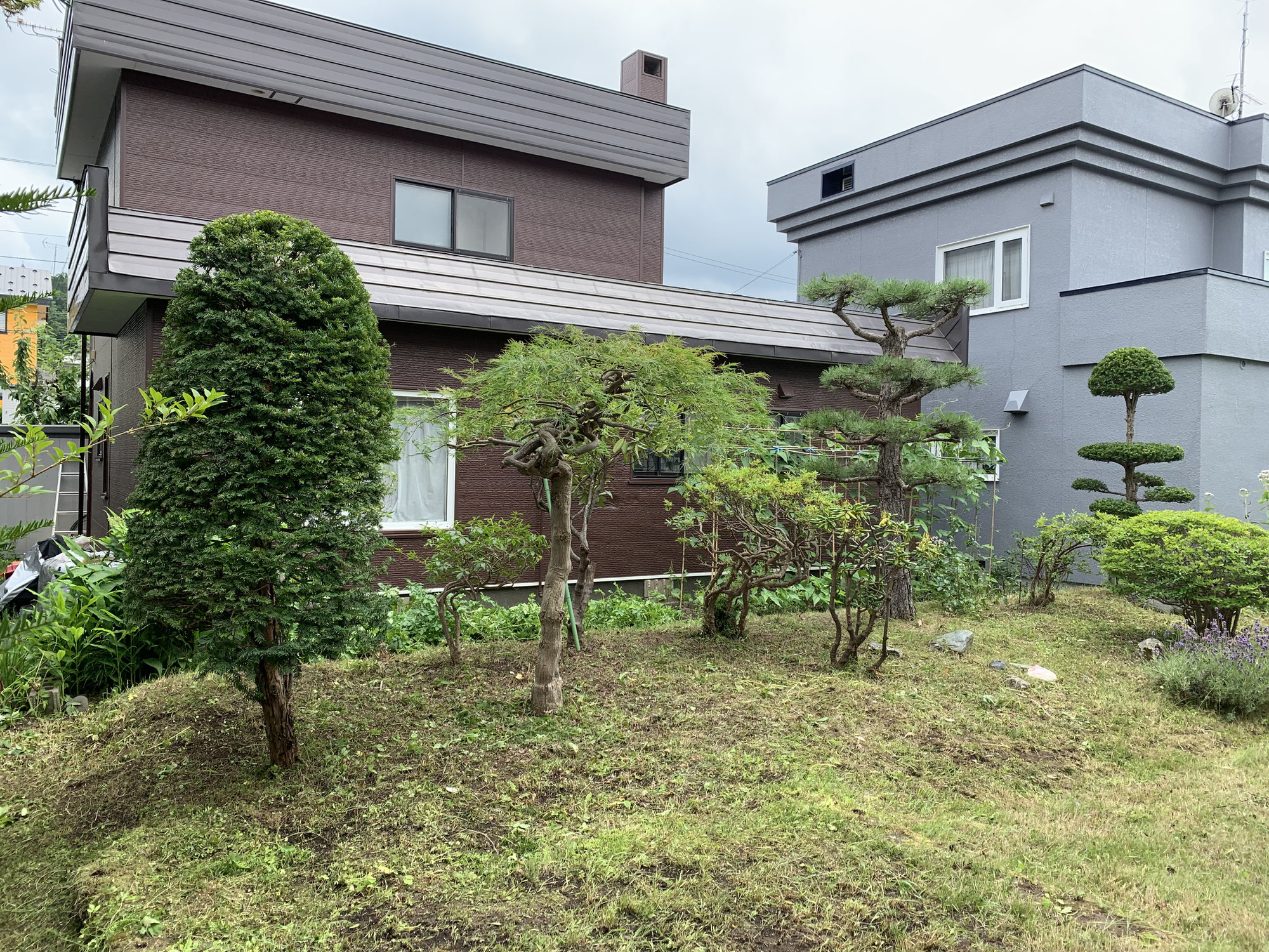 お庭の草刈り、庭木の剪定、松の頭落とし
