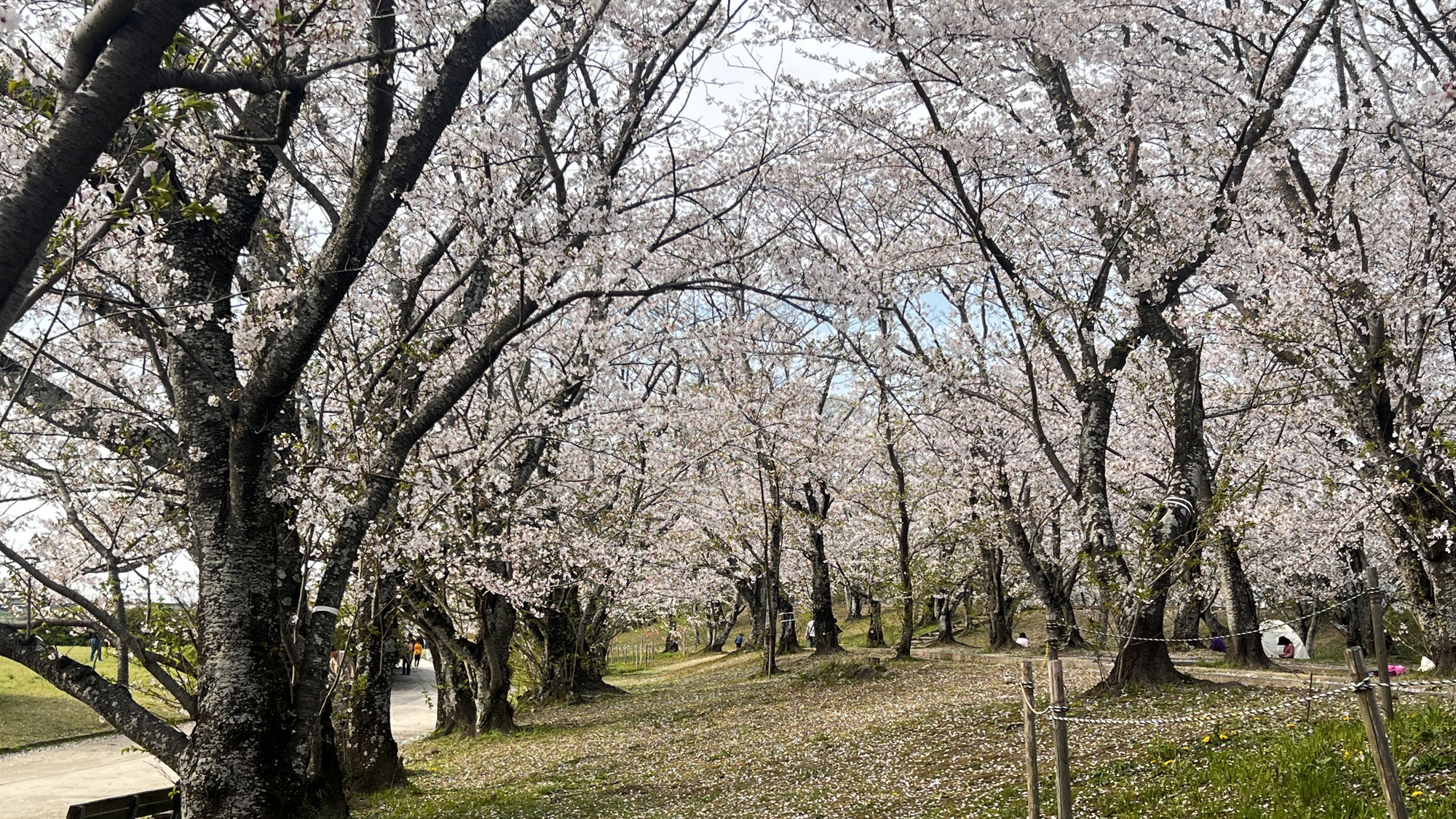 桜満開　アクセサリー展準備の合間に