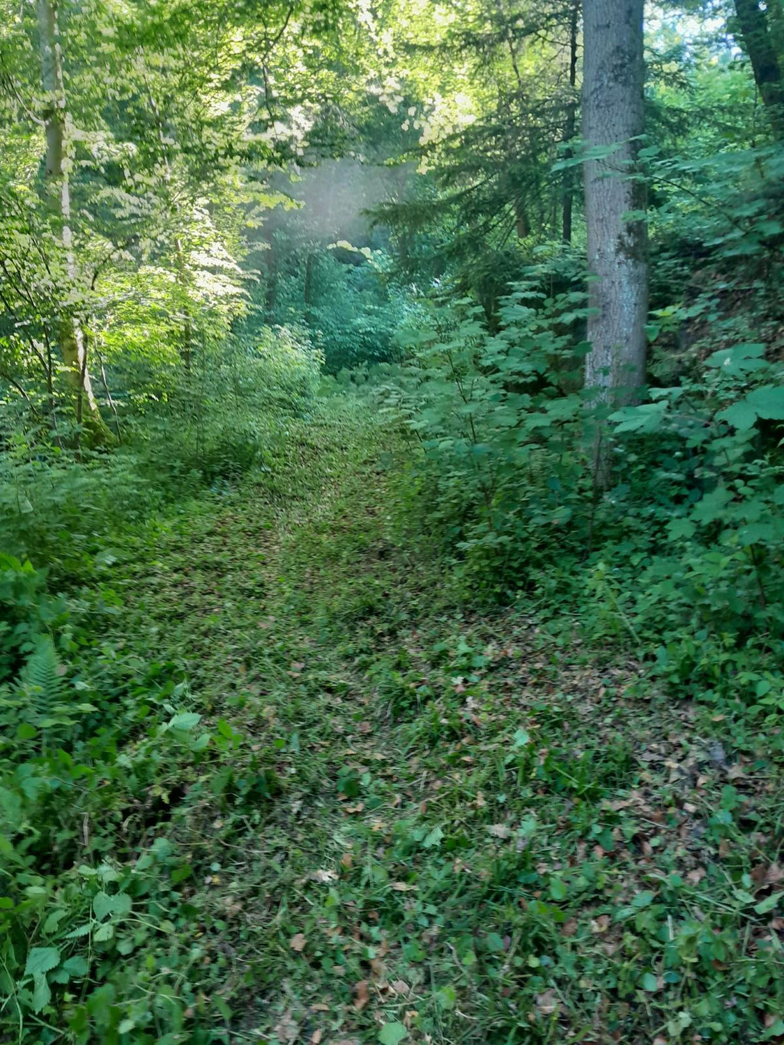 Ausmähen Sagbach und Mitterlehnerplatzl