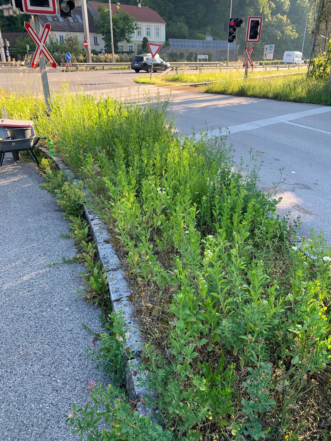 Unser neues Projekt: Blumeninsel auf öffentlichem Grund