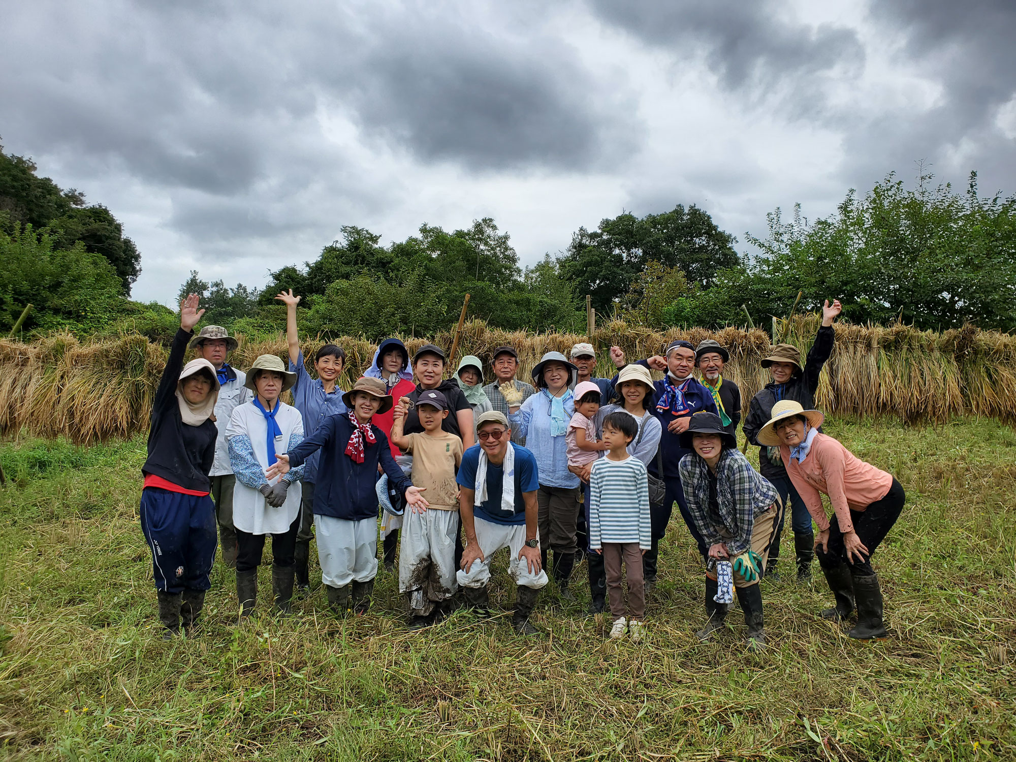 ミルキークイーンの脱穀は10月13日(日)を予定しています！