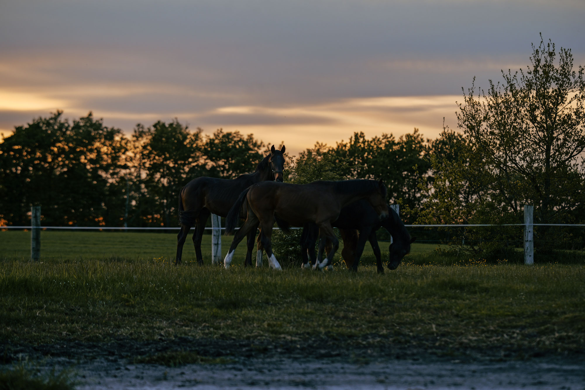 Zeitgemäßes Reiten stellt das Wohl des Pferdes an erste Stelle