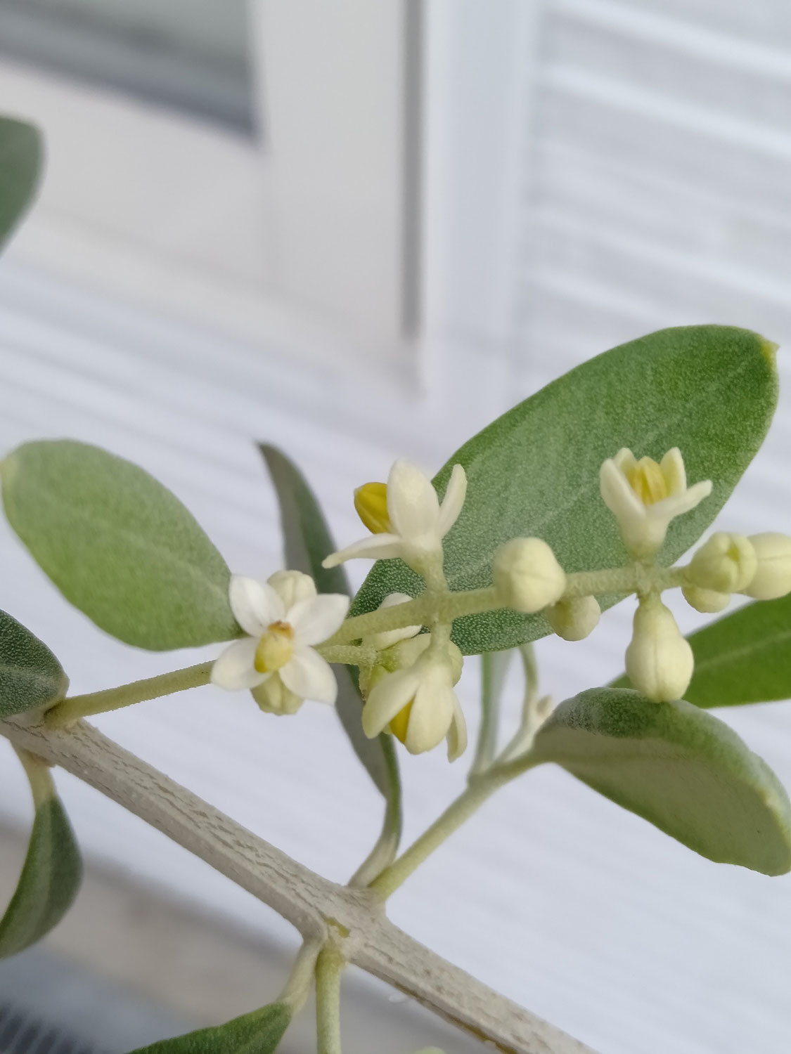 玄関前にあるオリーブの花