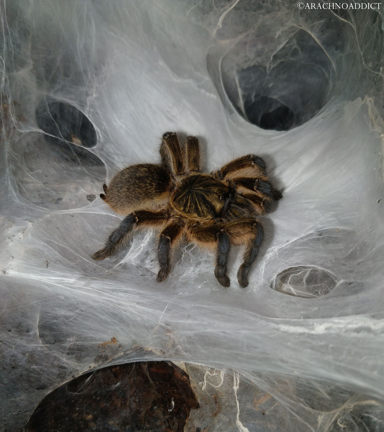 Harpactira pulchripes Kokon gefressen