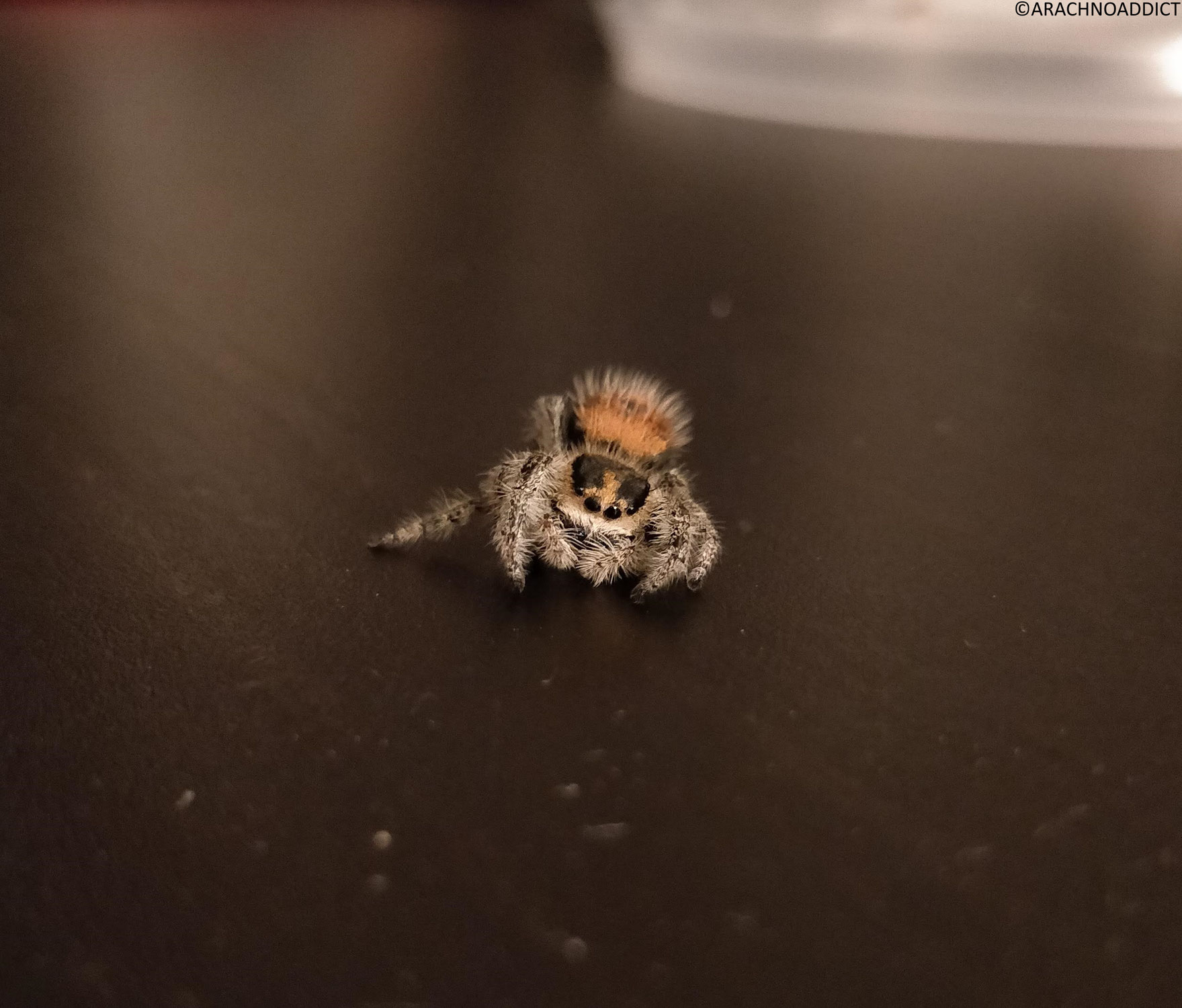 Phidippus regius gestorben