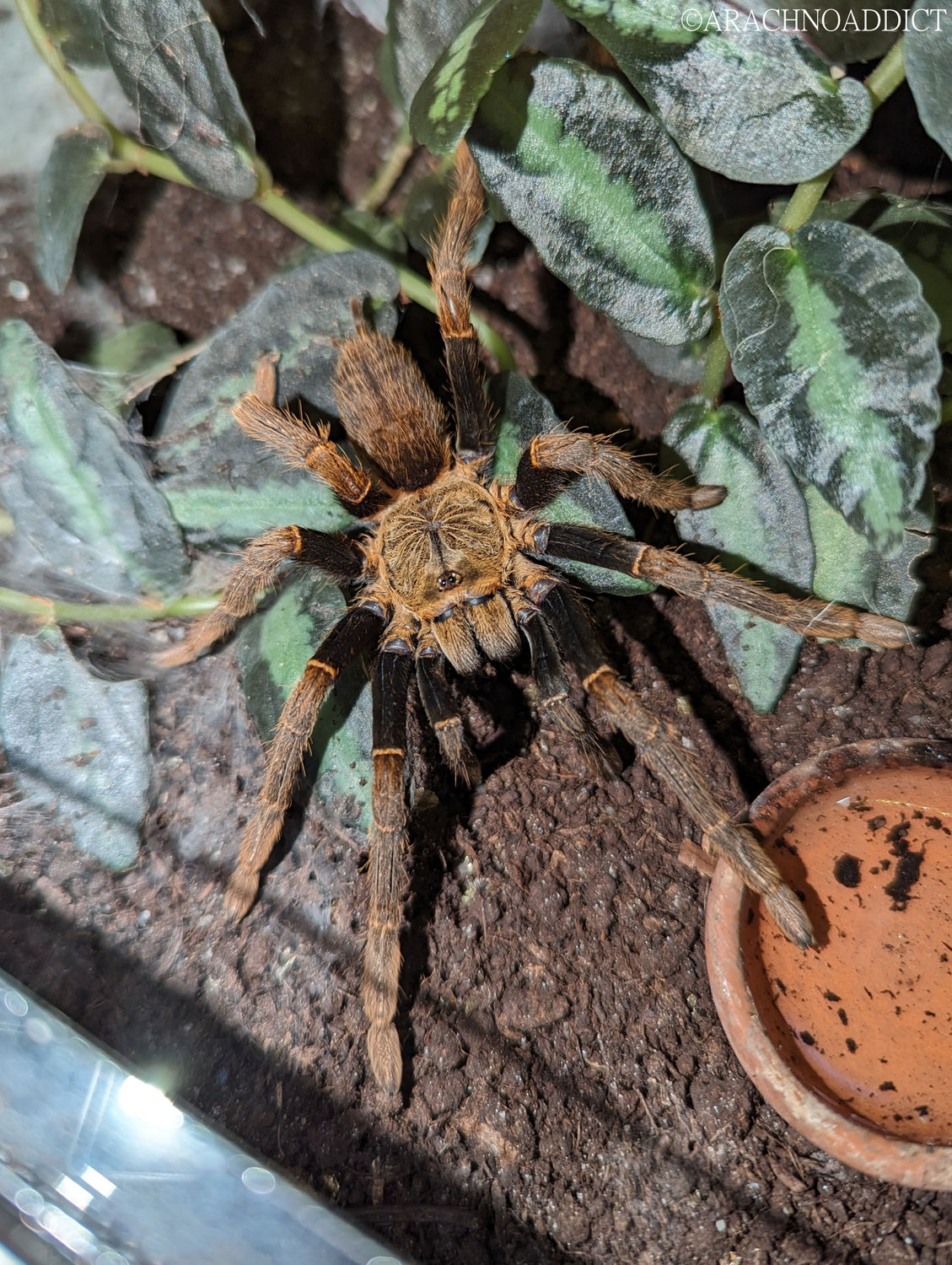 Nachweis für die Speicherung von Spermien bei Encyocratella olivacea nach einer Häutung