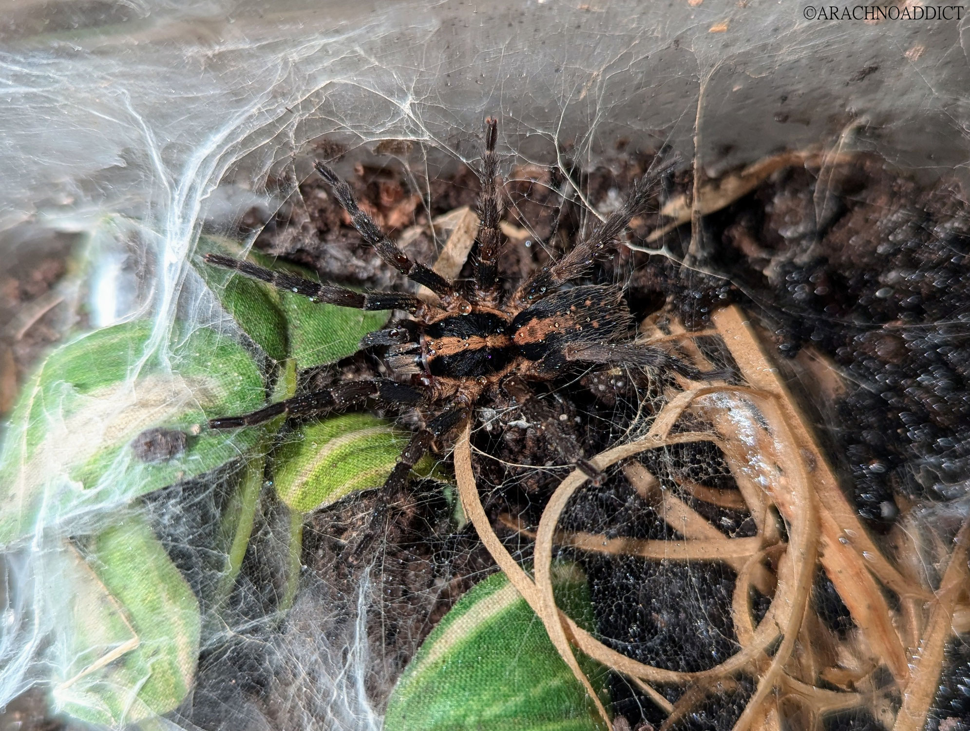 Trichopelma sp. Kolumbien - zweiter Kokon geöffnet