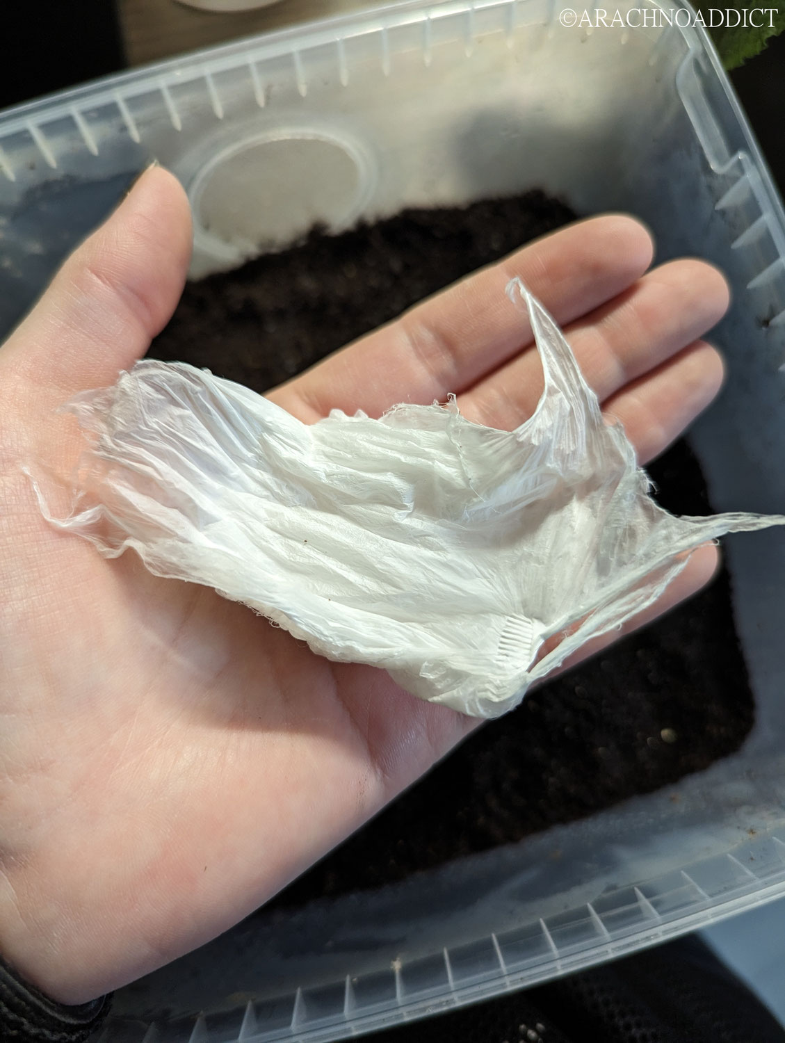 Encyocratella olivacea, Kokon nach Häutung - befruchtet oder nicht?