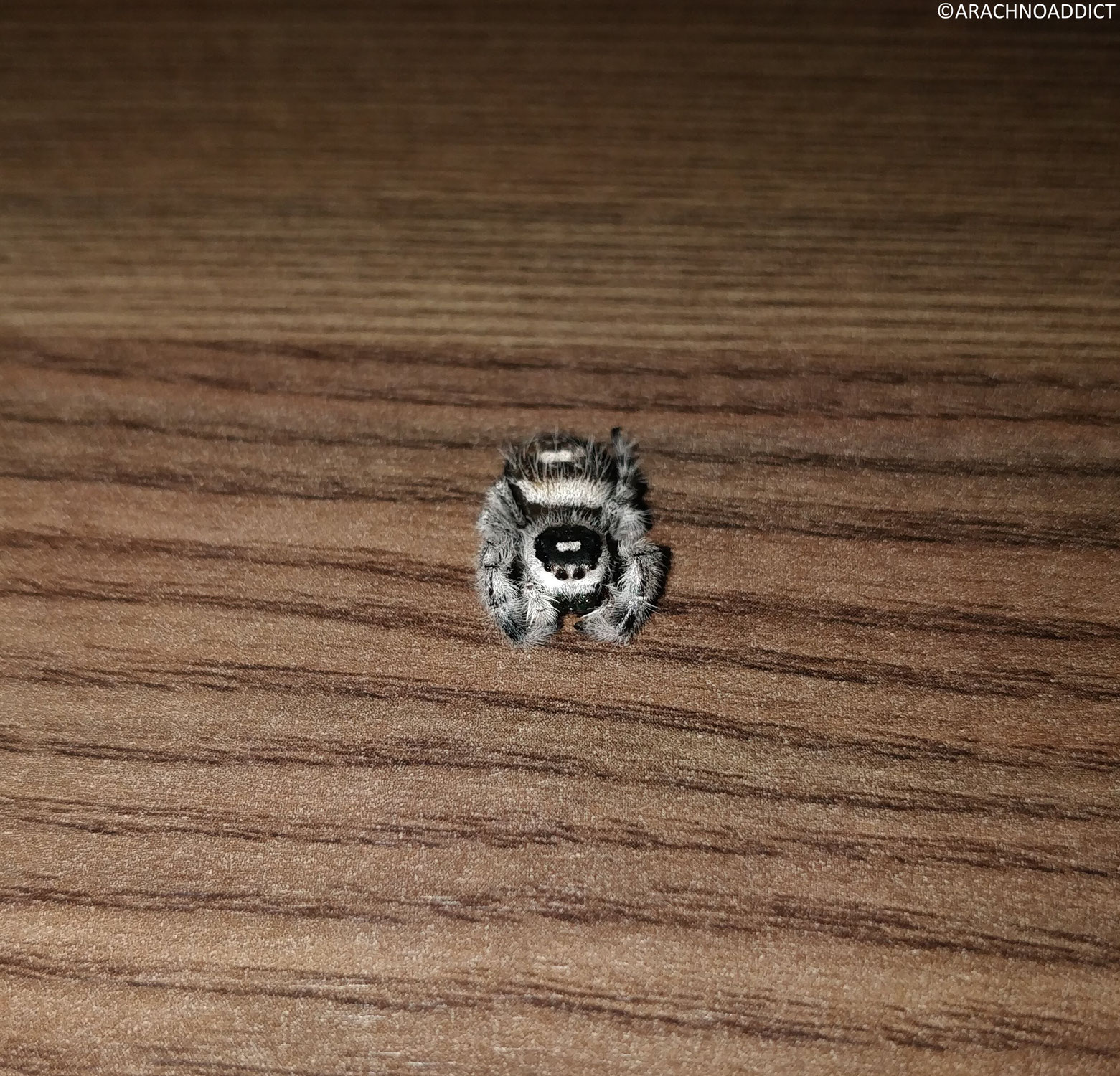 Update - Phidippus regius unkoordinierte Bewegungen