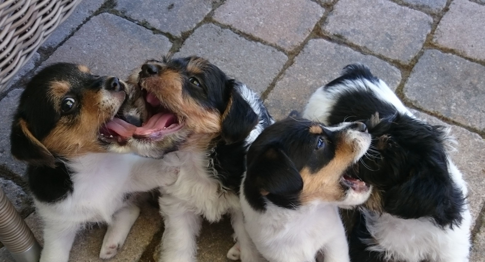 Wir leben Hund Hundeschule Hünfeld