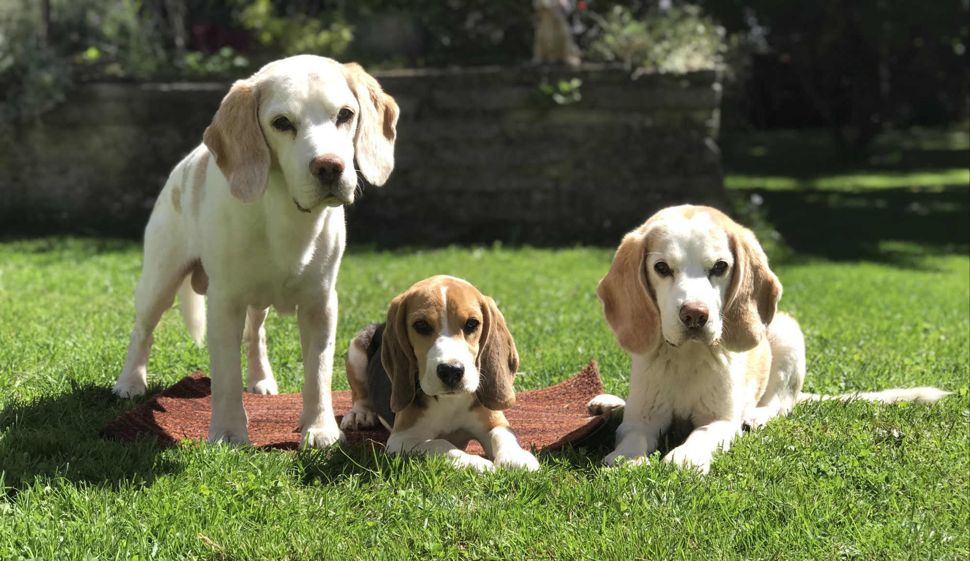 Ein BeagleDreierGespann