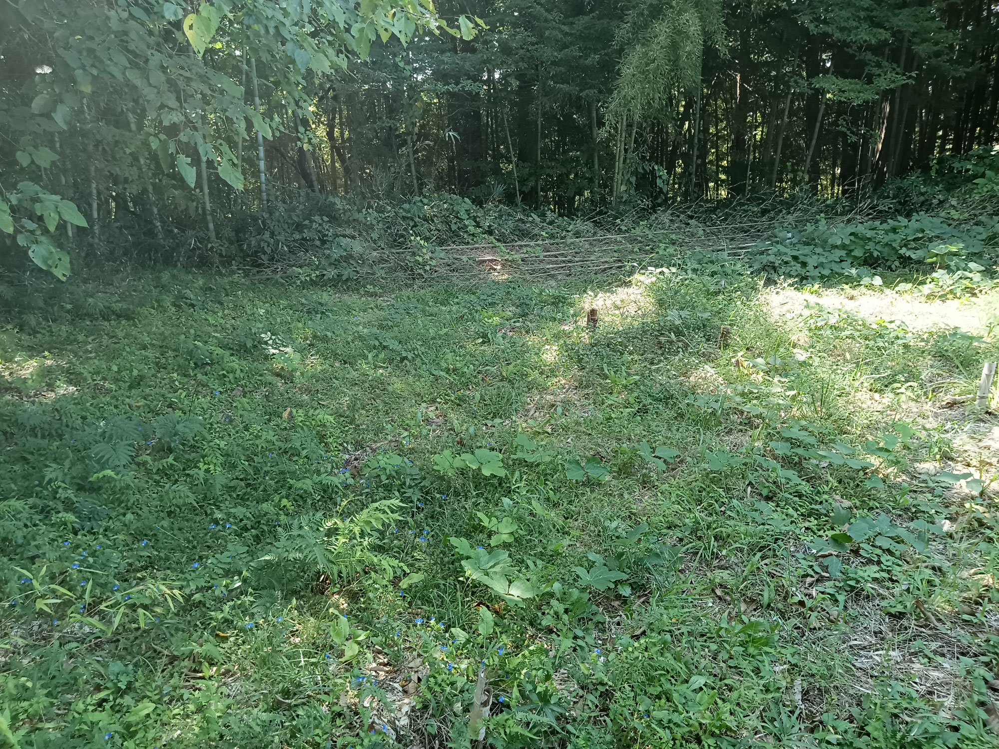 小さな納屋を建てる山林を探す2泊3日の旅 Vol.Ⅰ　逃避行♪