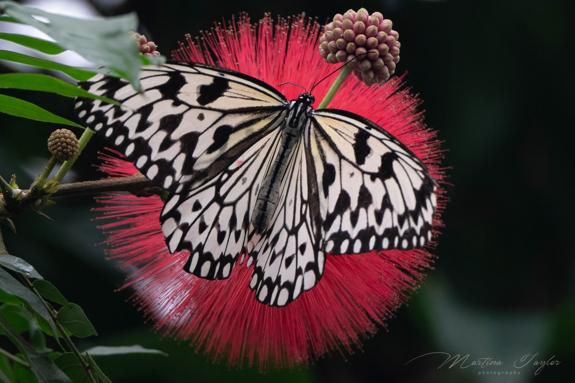 Schmetterlinge: Metamorphose und Glasflügel