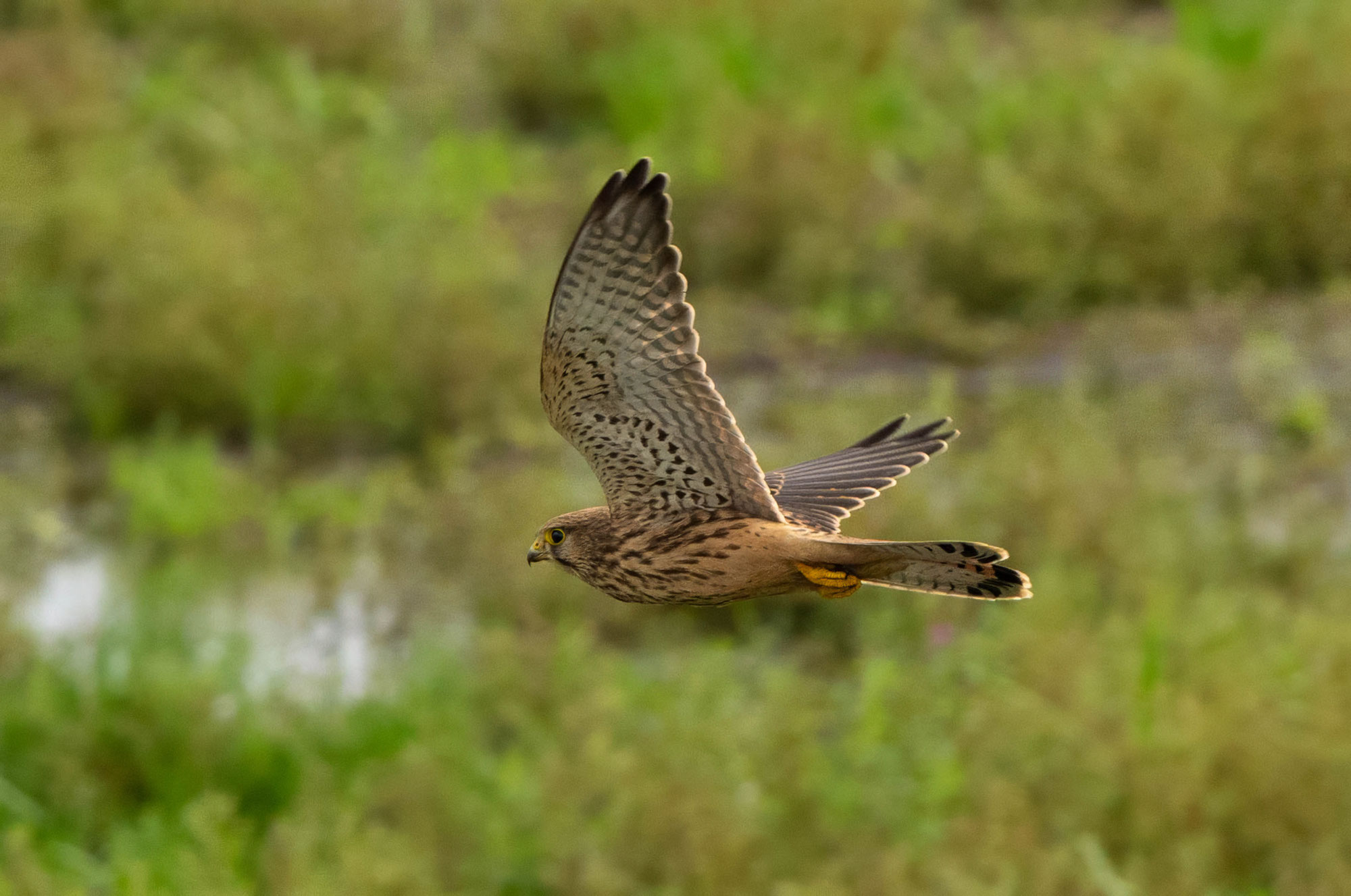 Turmfalke auf der Jagd
