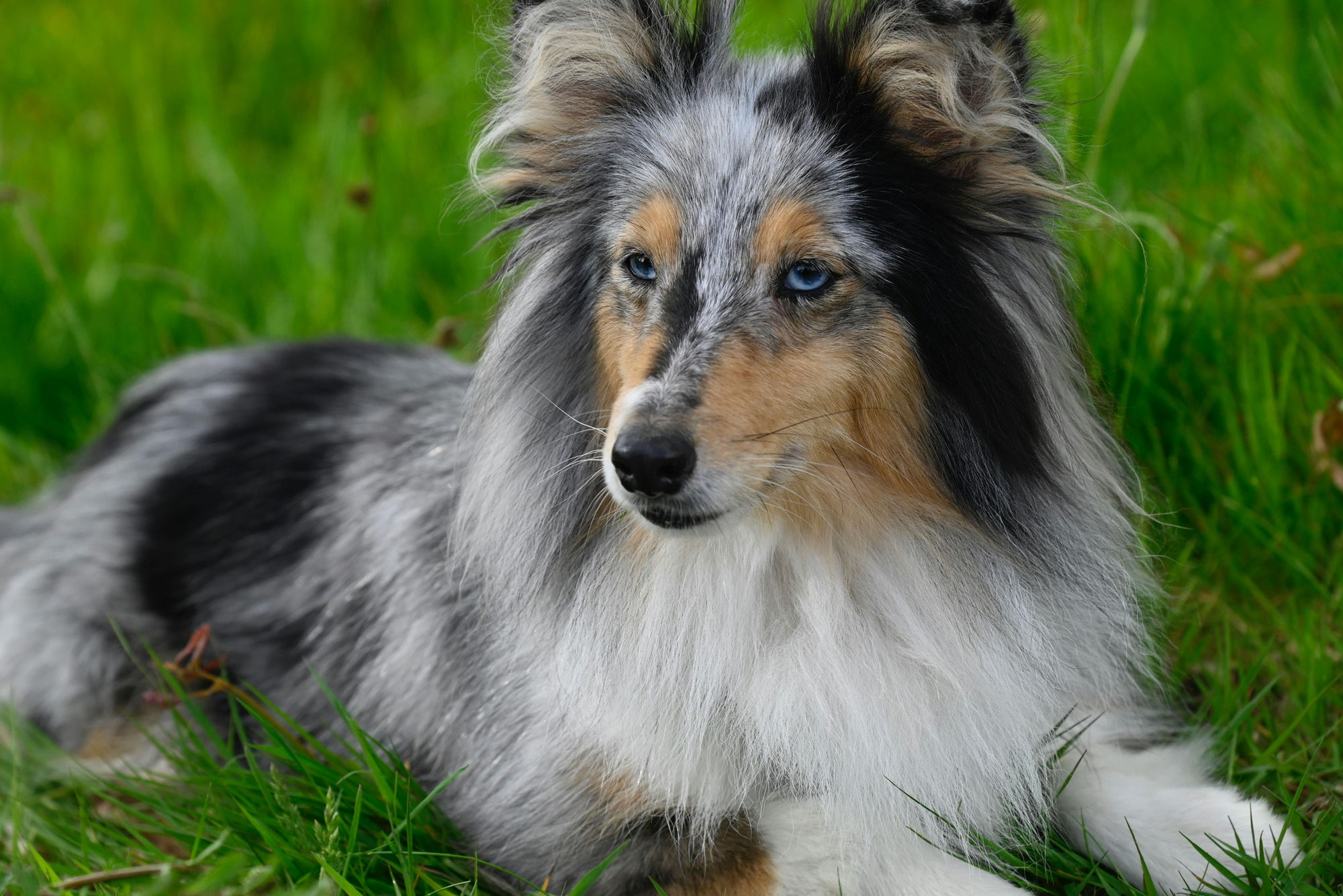 Débourrage: le soin parfait des chiens à double texture!