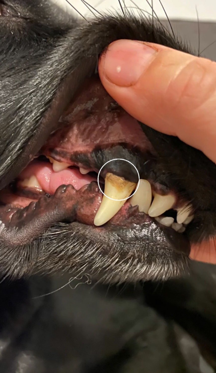>> Die Zahngesundheit bei Hunden und Katzen <<