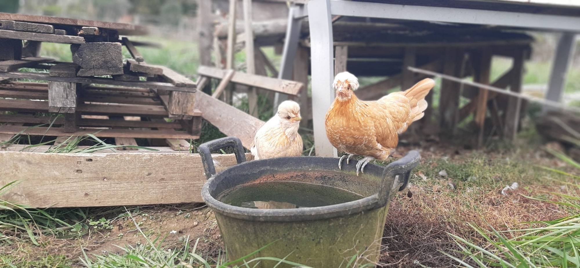 Bref... on a acheté deux poules