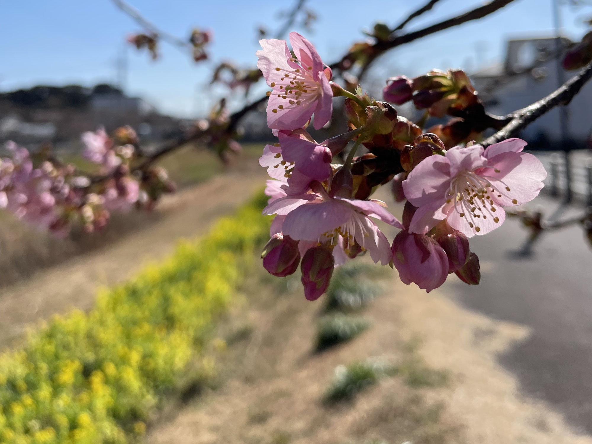 豊川市 西古瀬川の河津桜 2026