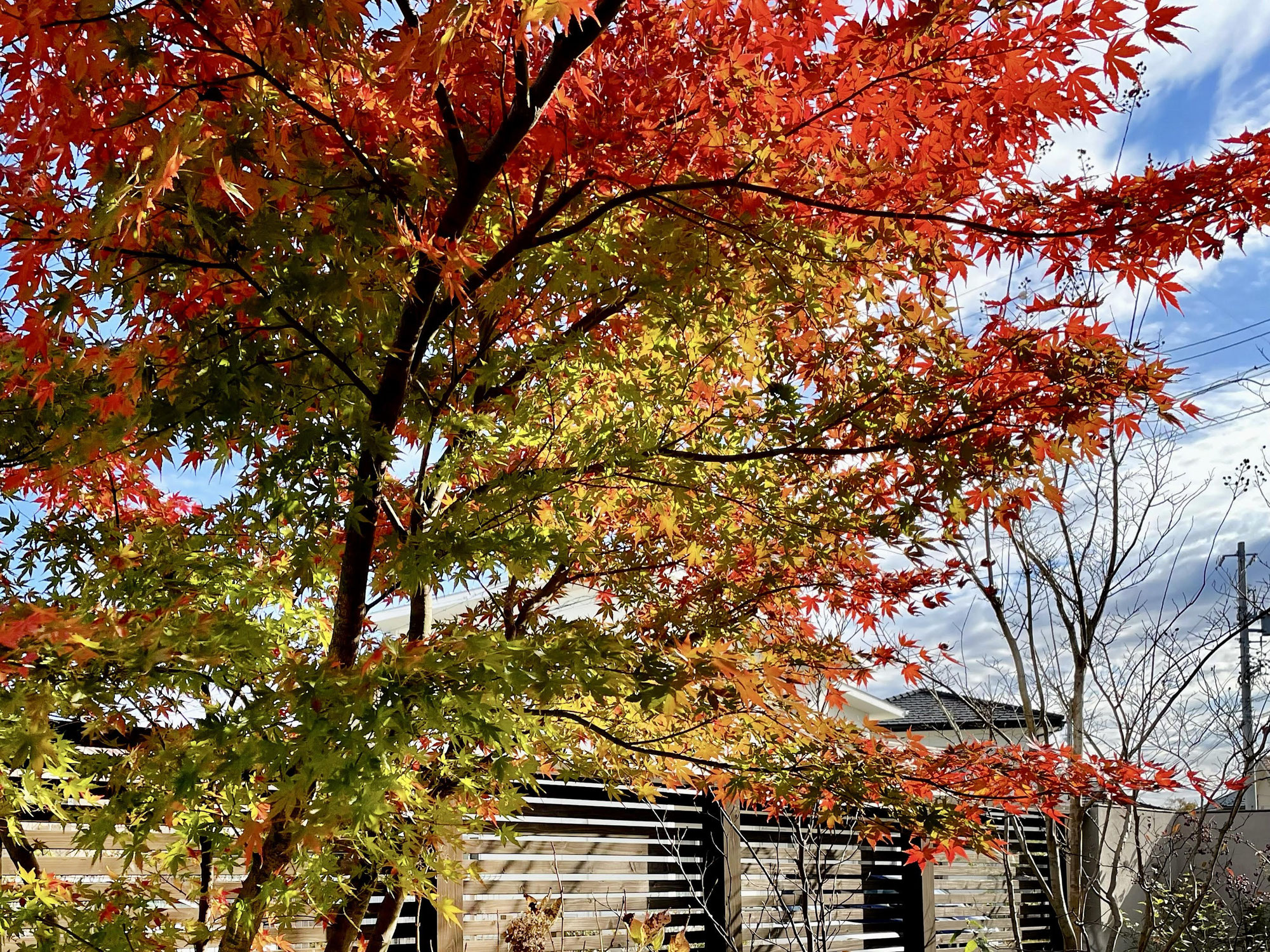 12月は紅葉の庭