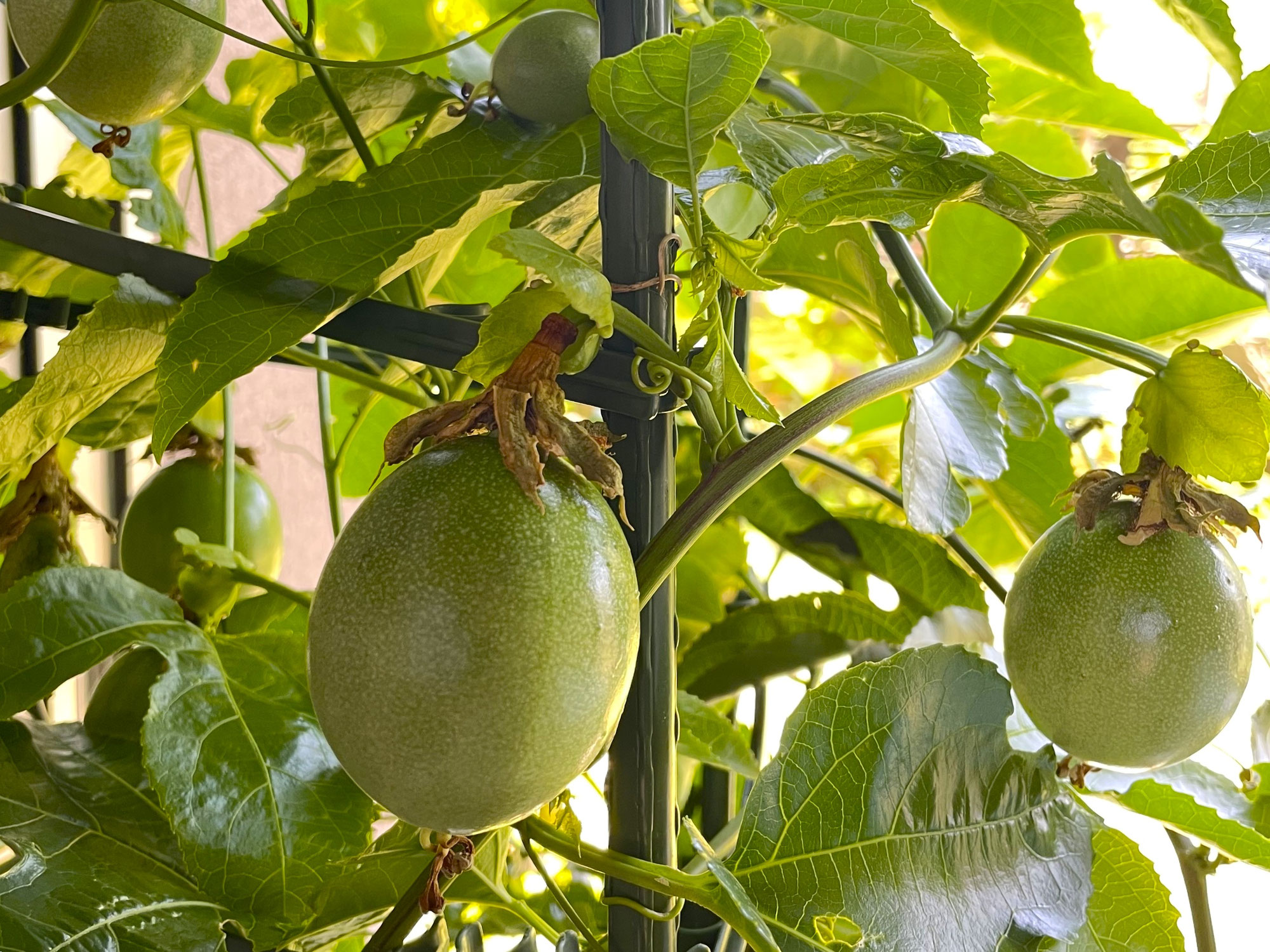 鉢植えで育てるパッションフルーツの暑さ対策