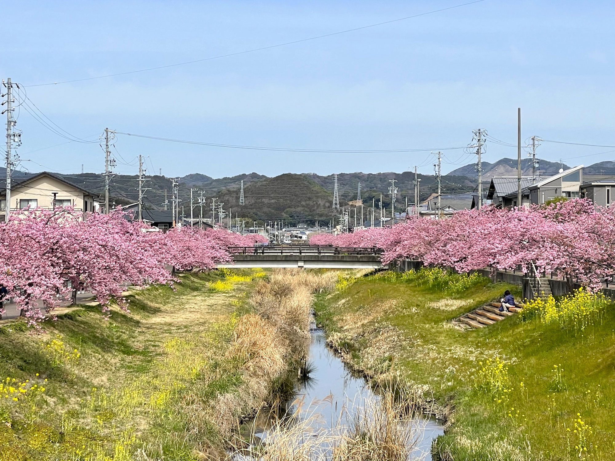 西古瀬川 河津桜 開花情報 2025②