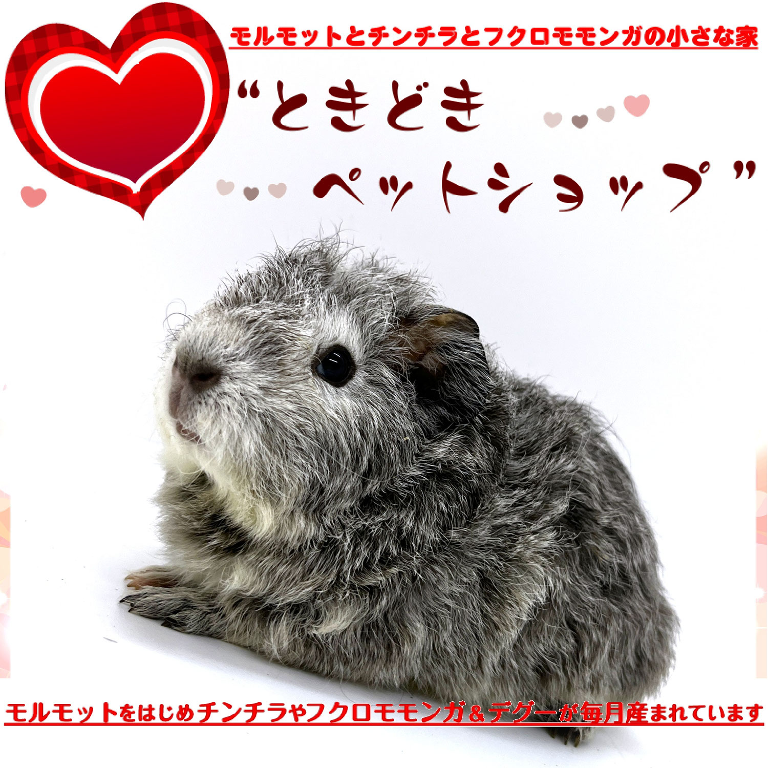 モルモット＆チンチラの可愛い共演！多頭飼い気分を味わえる「もぐもぐタイム」