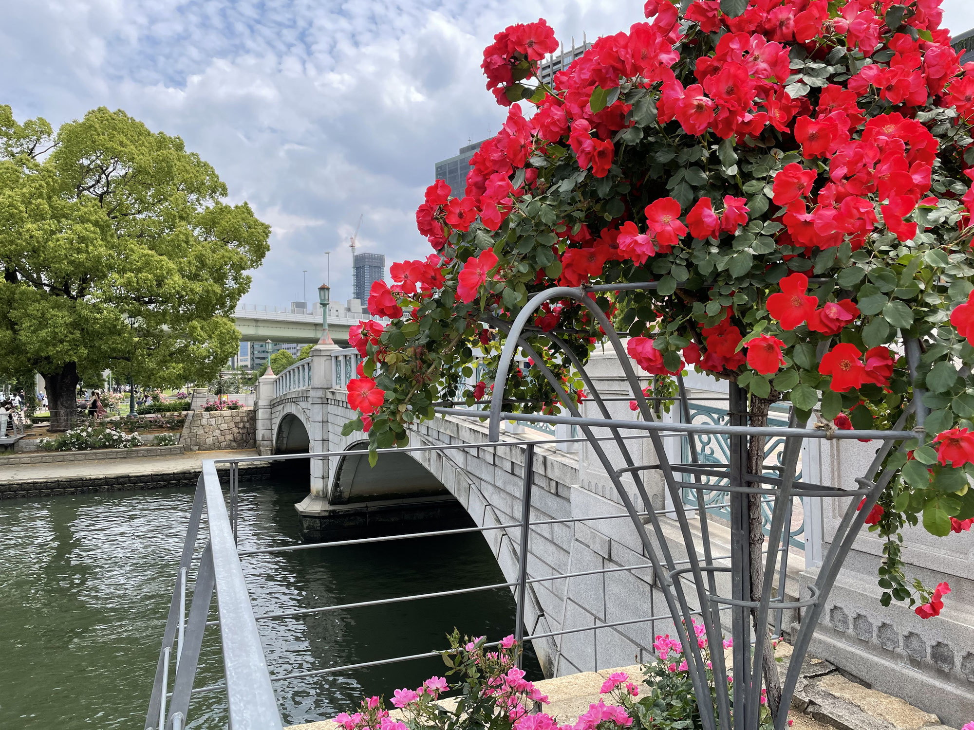 中之島の薔薇園が綺麗な件