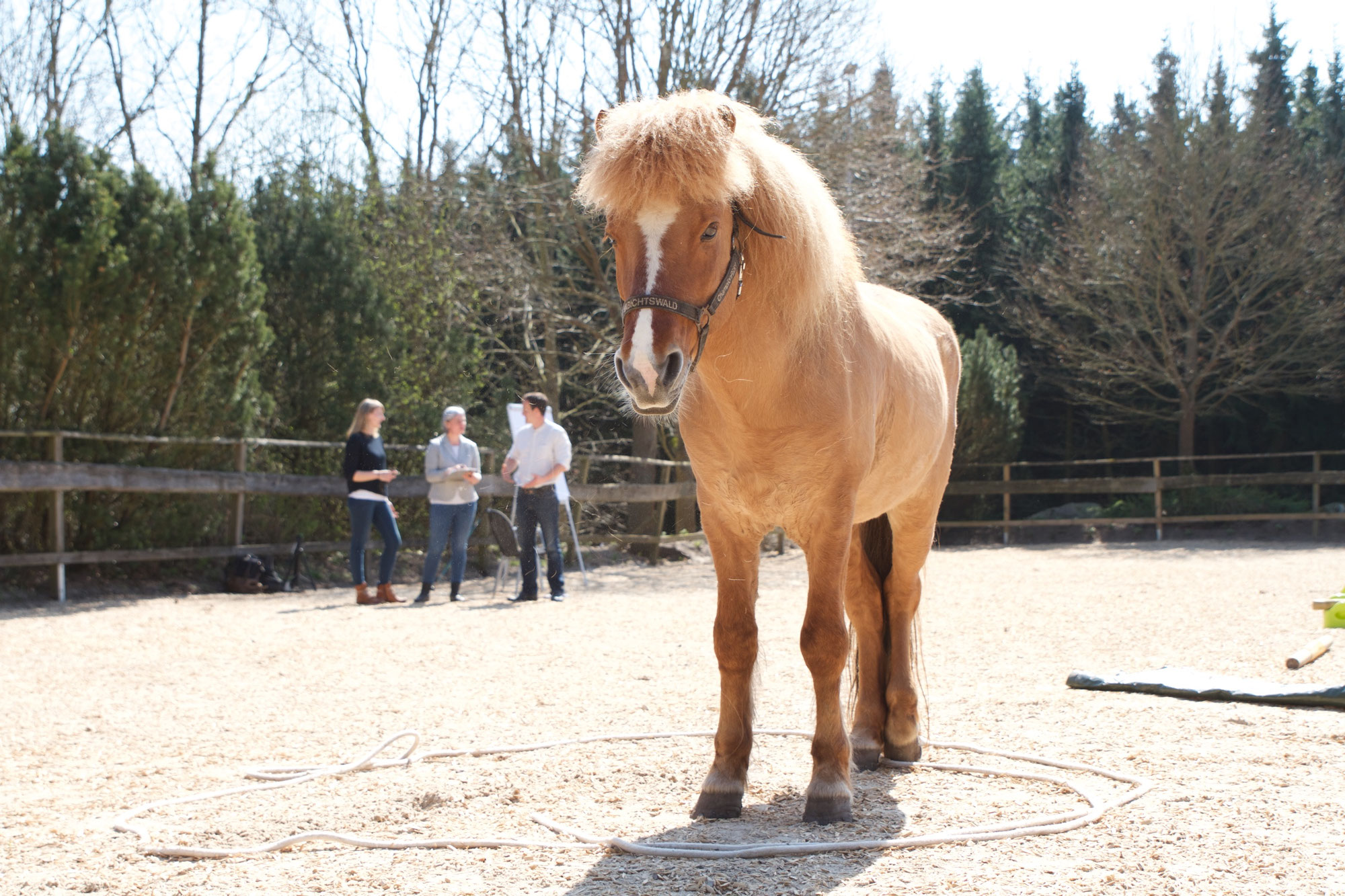 Mehrwert Pferd - die nachhaltige Form des Coachings und Business Trainings