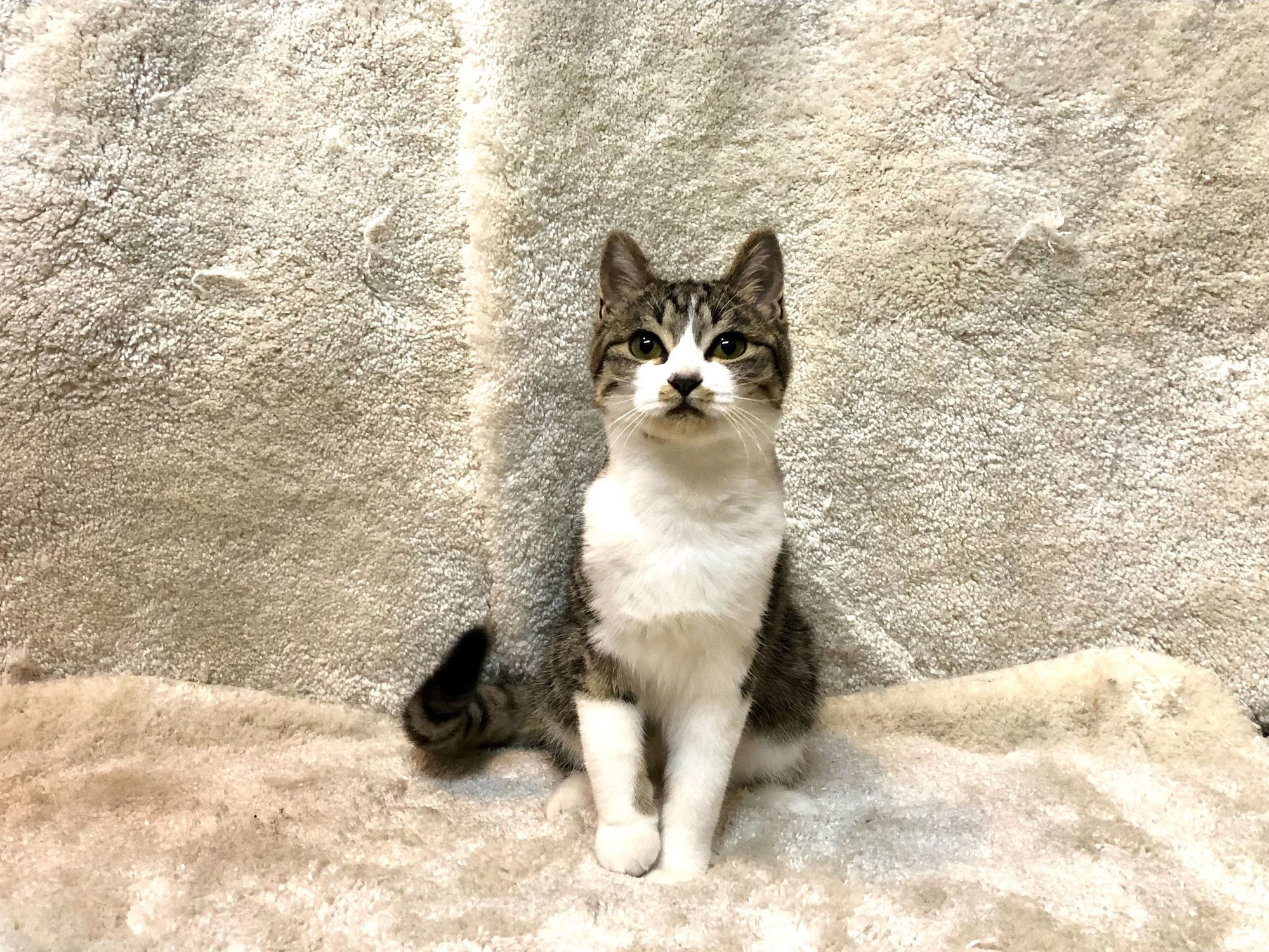 桐（きり）/日本猫